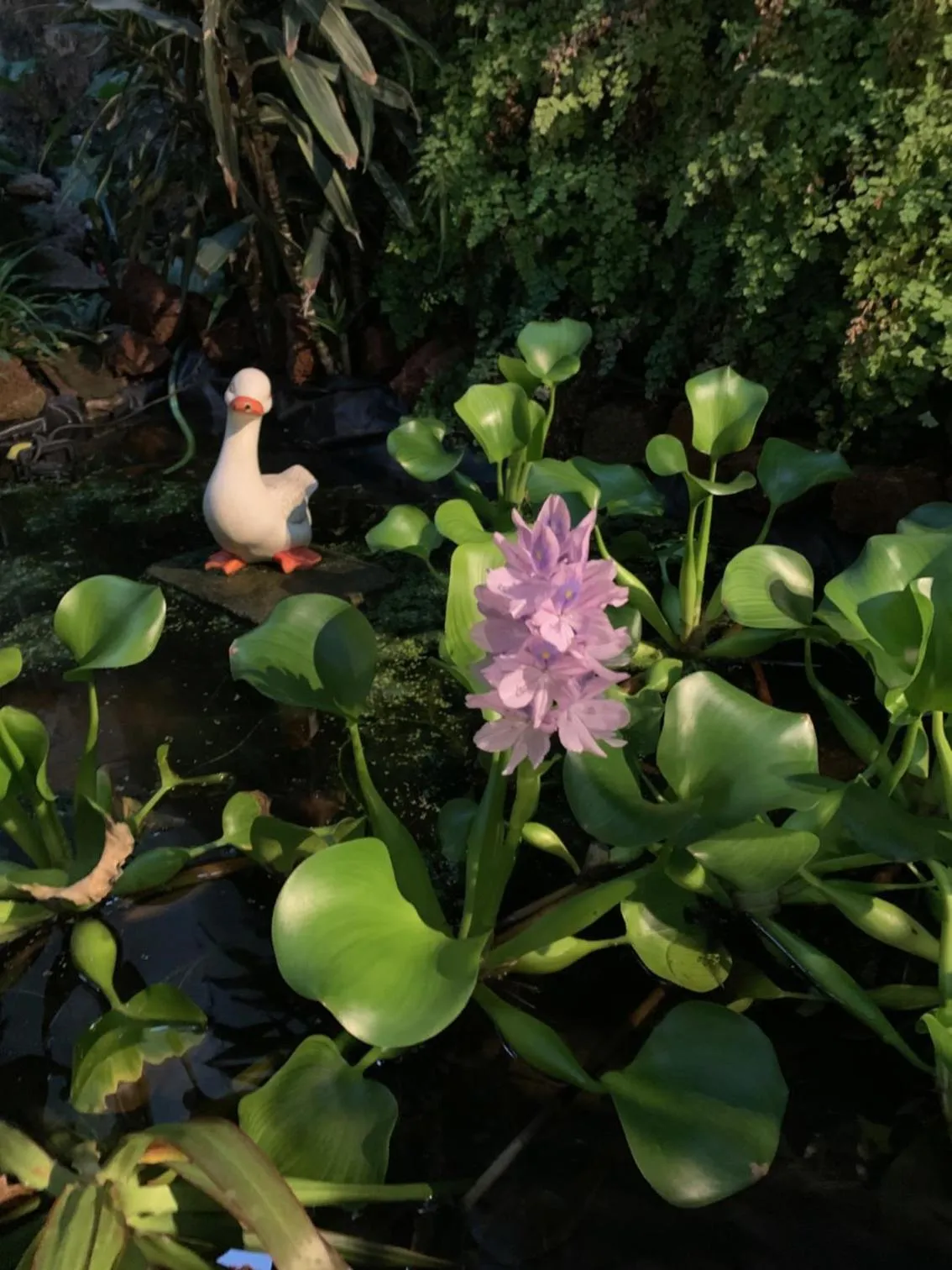 Garden in Vitorina Corte Guesthouse