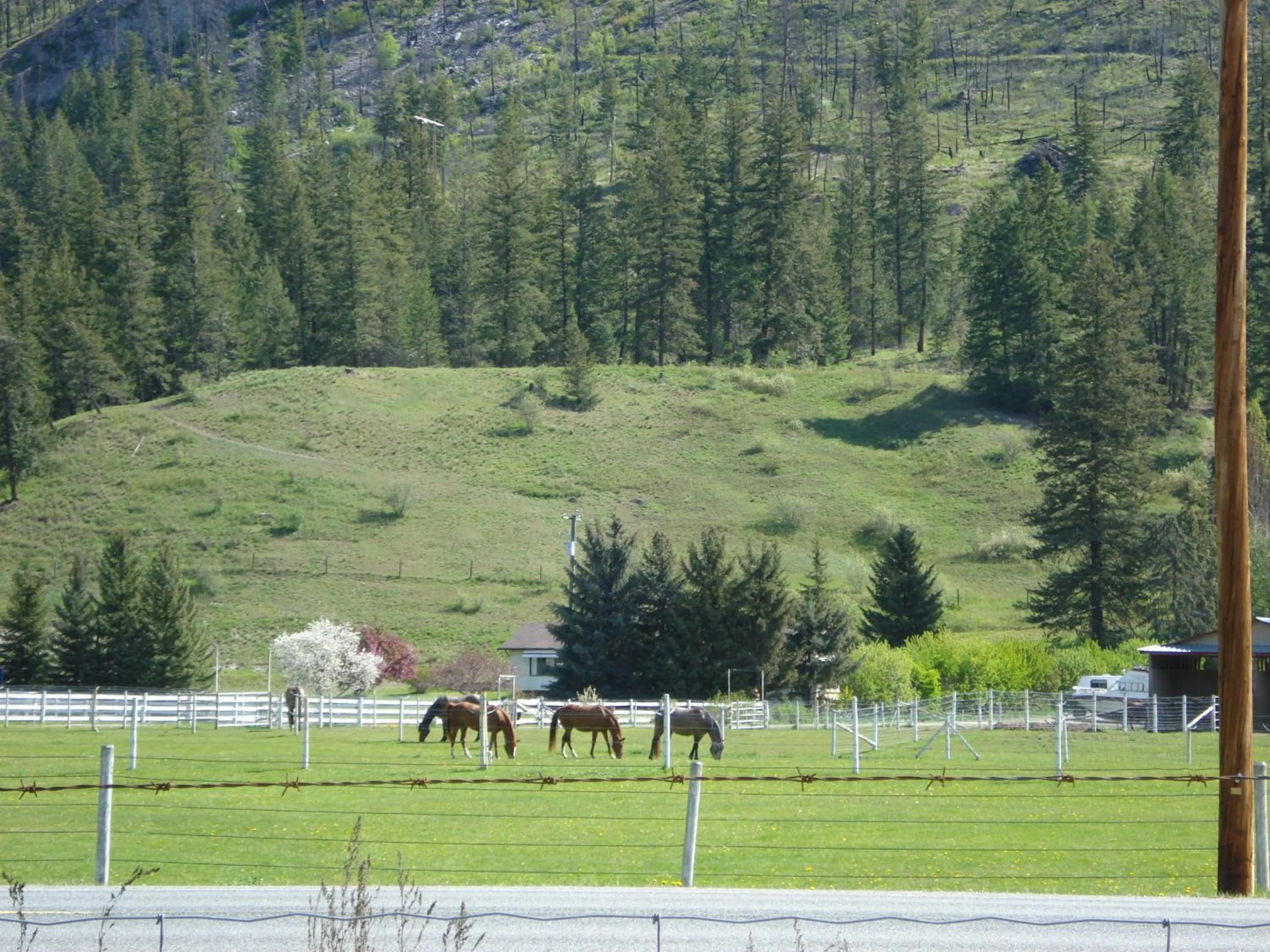 Mountain Springs Motel & RV Park