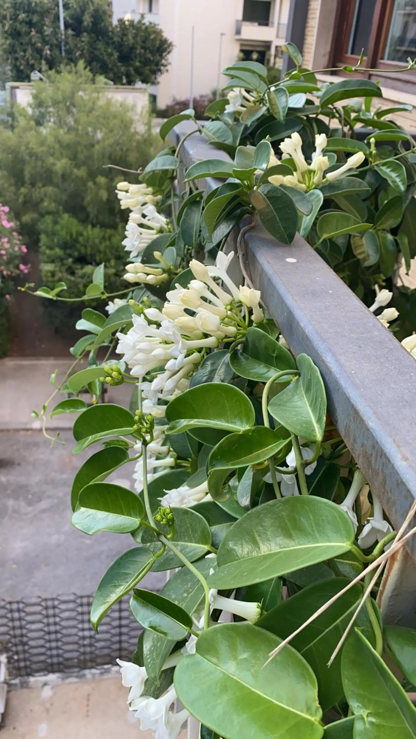 Property building in Maison de Famille