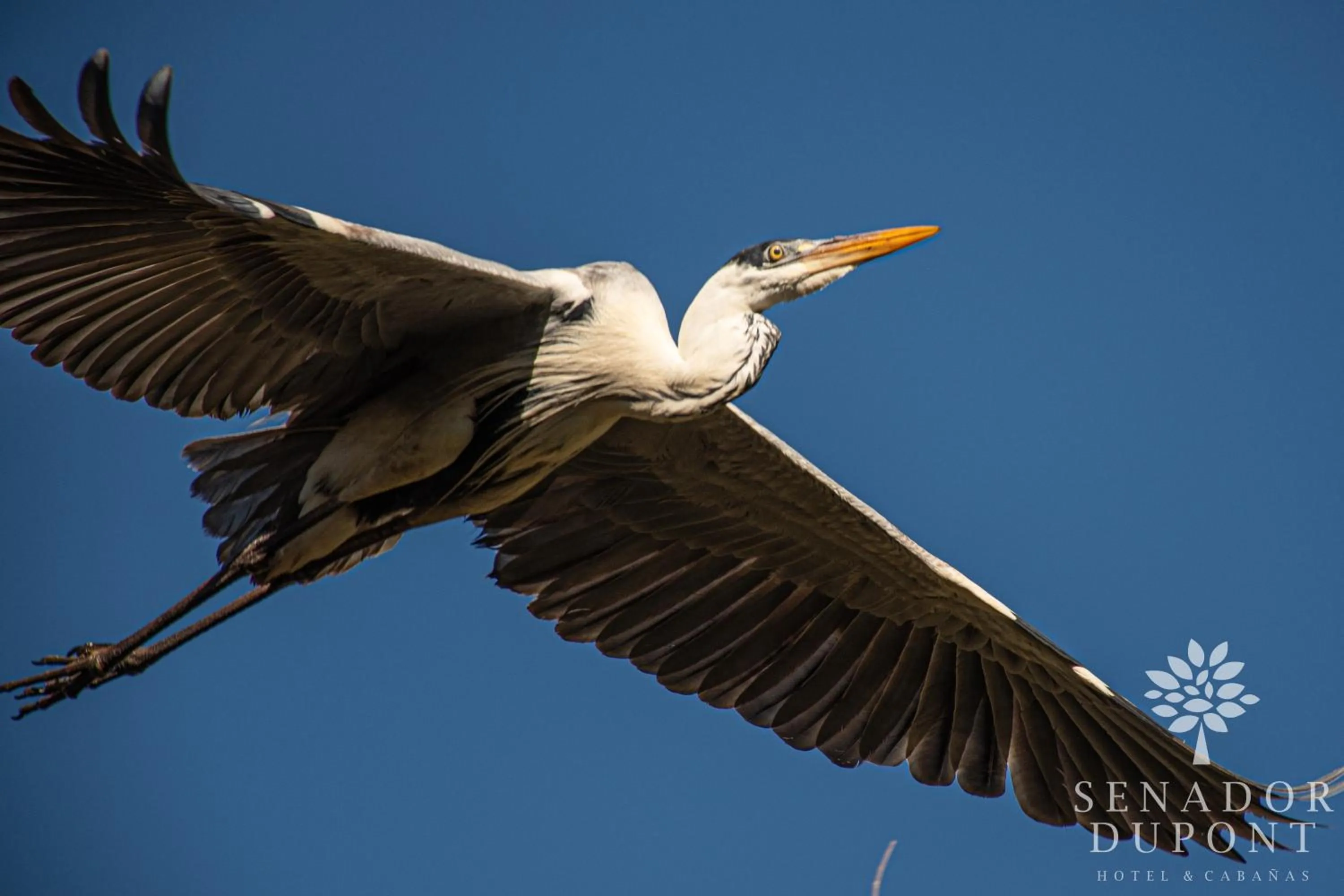 Senador Dupont- Convento San Francisco & Arboles