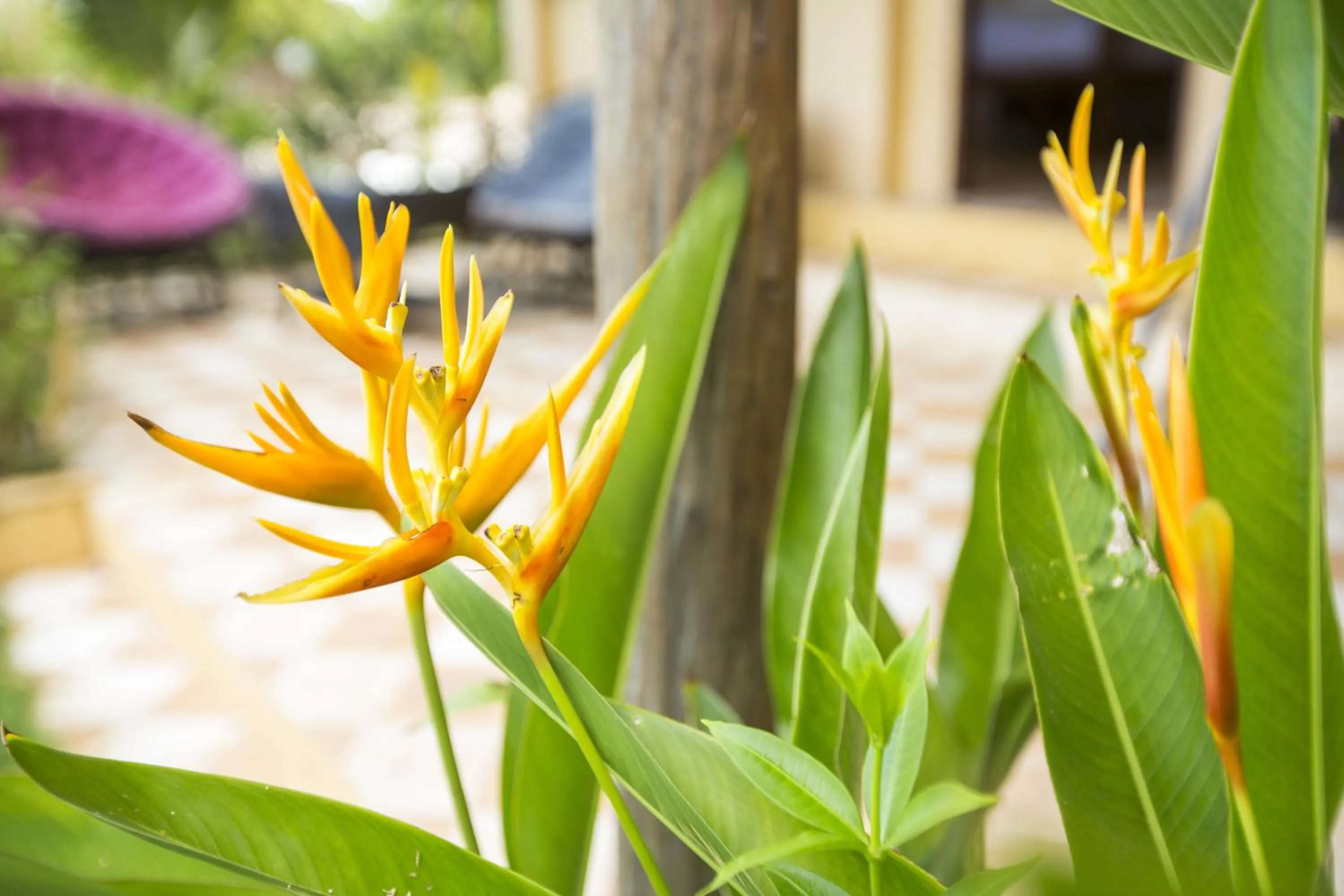 Garden view in Champa Lodge