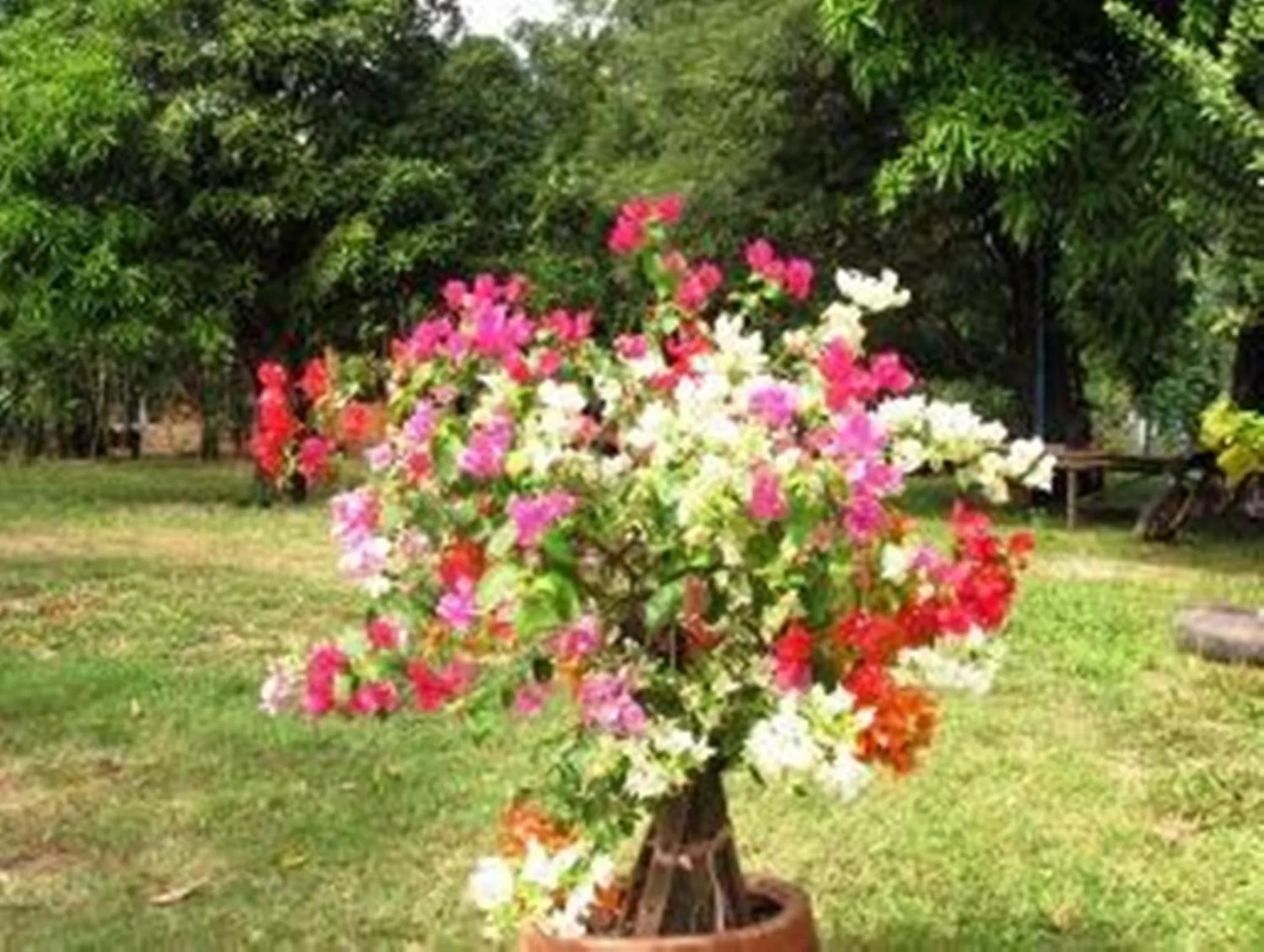 Garden in Champa Lodge