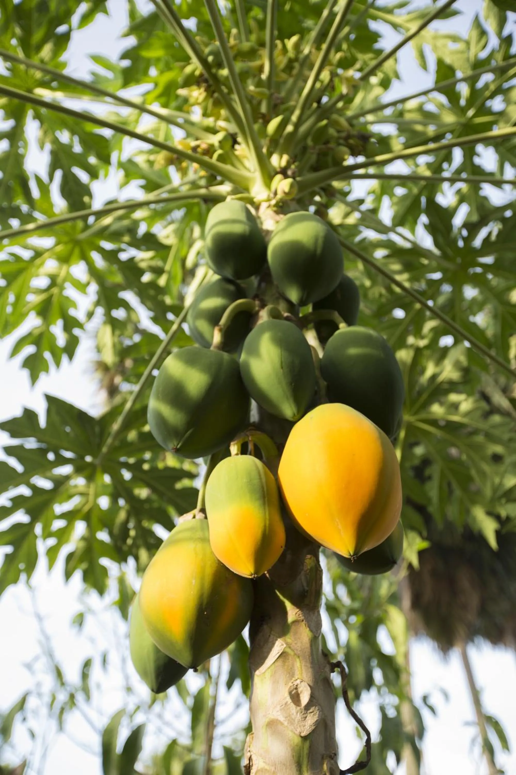 Garden view in Champa Lodge