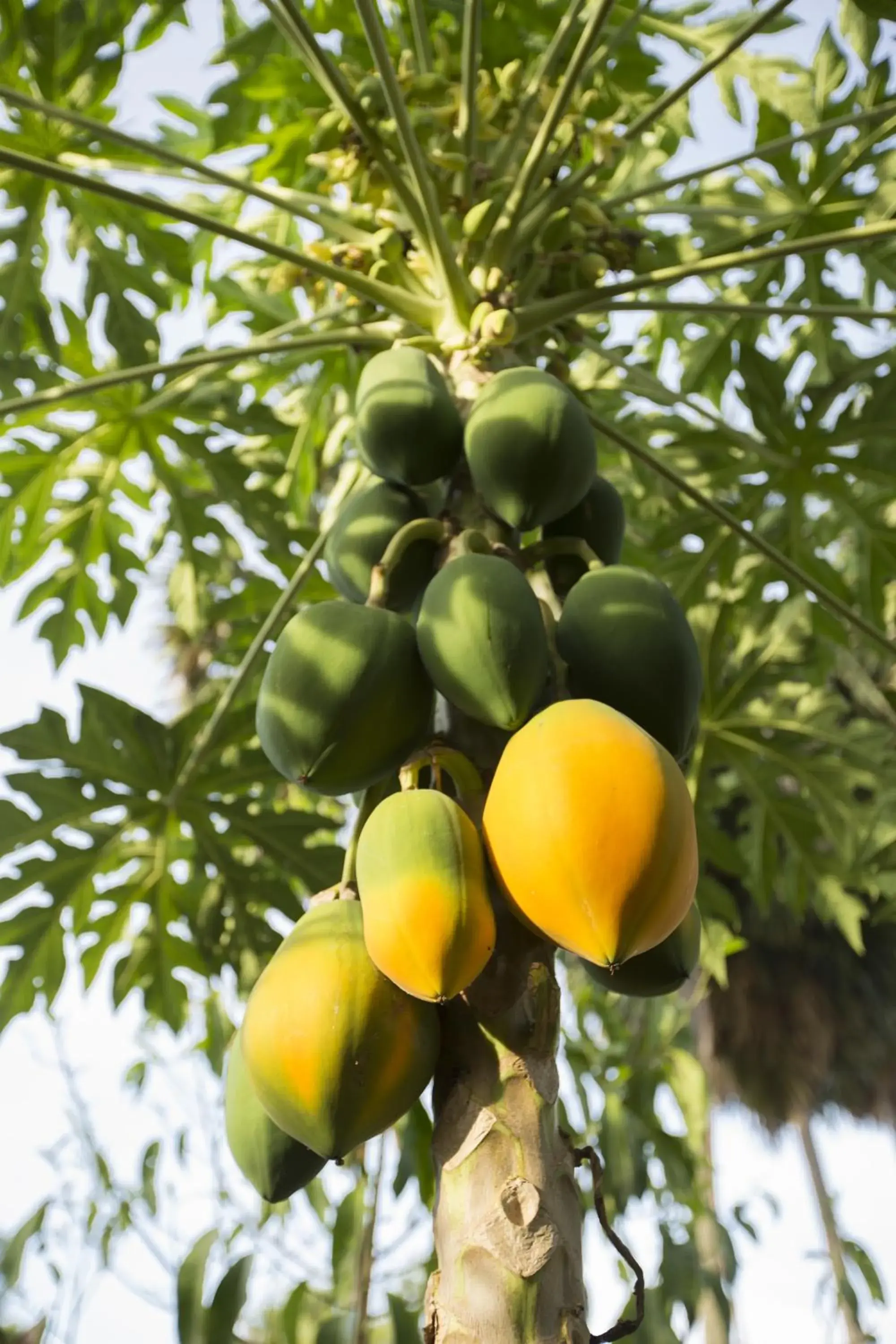 Garden view in Champa Lodge Garden view in Champa Lodge