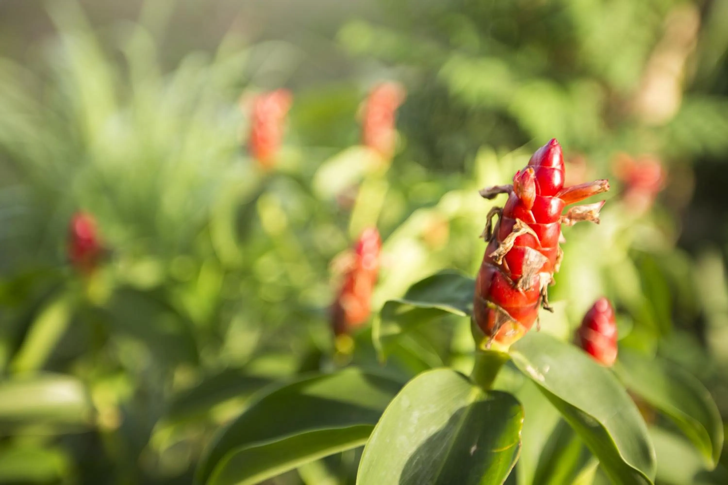 Garden view in Champa Lodge