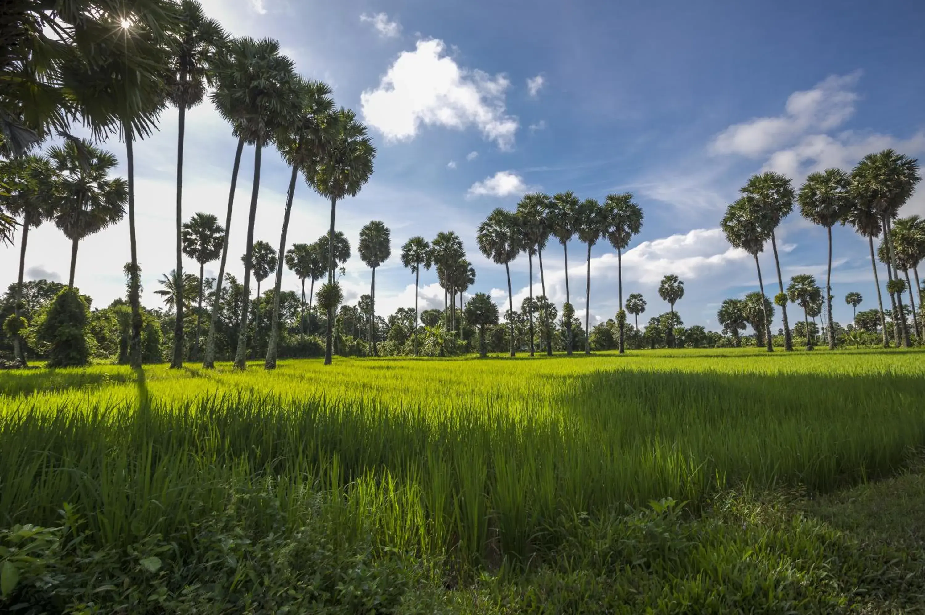 Garden view in Champa Lodge Garden view in Champa Lodge