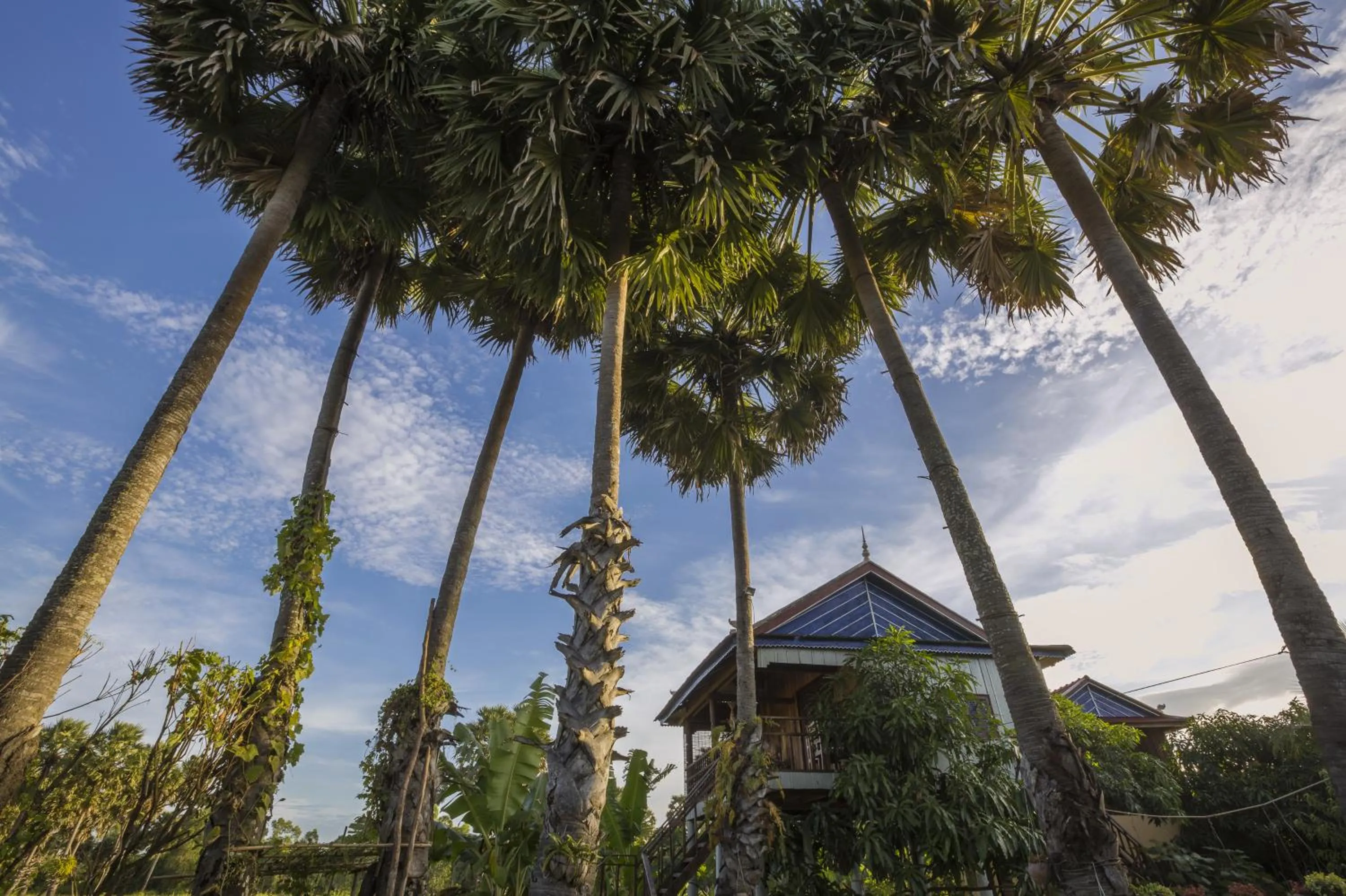Garden view in Champa Lodge