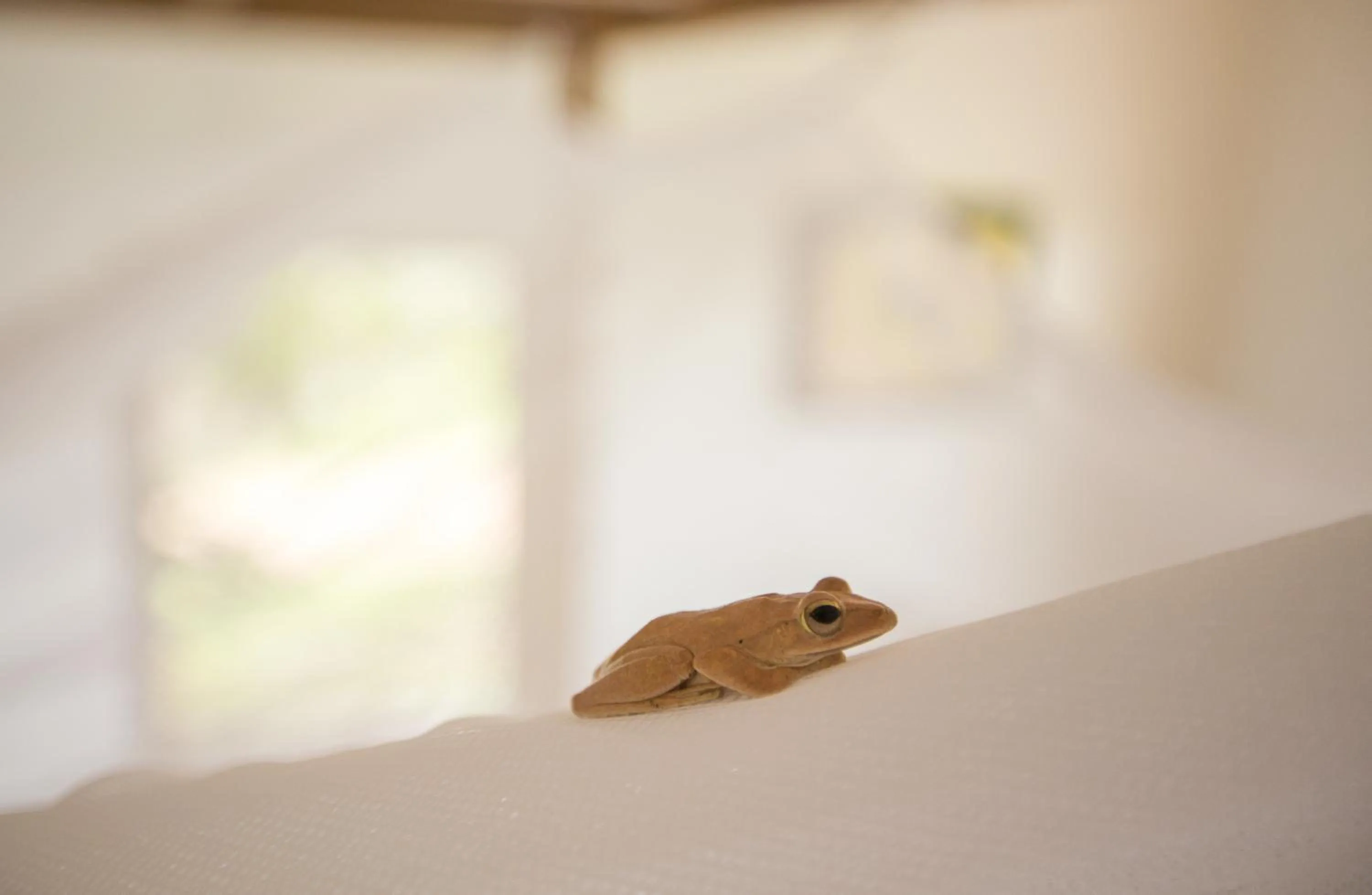 Decorative detail in Champa Lodge