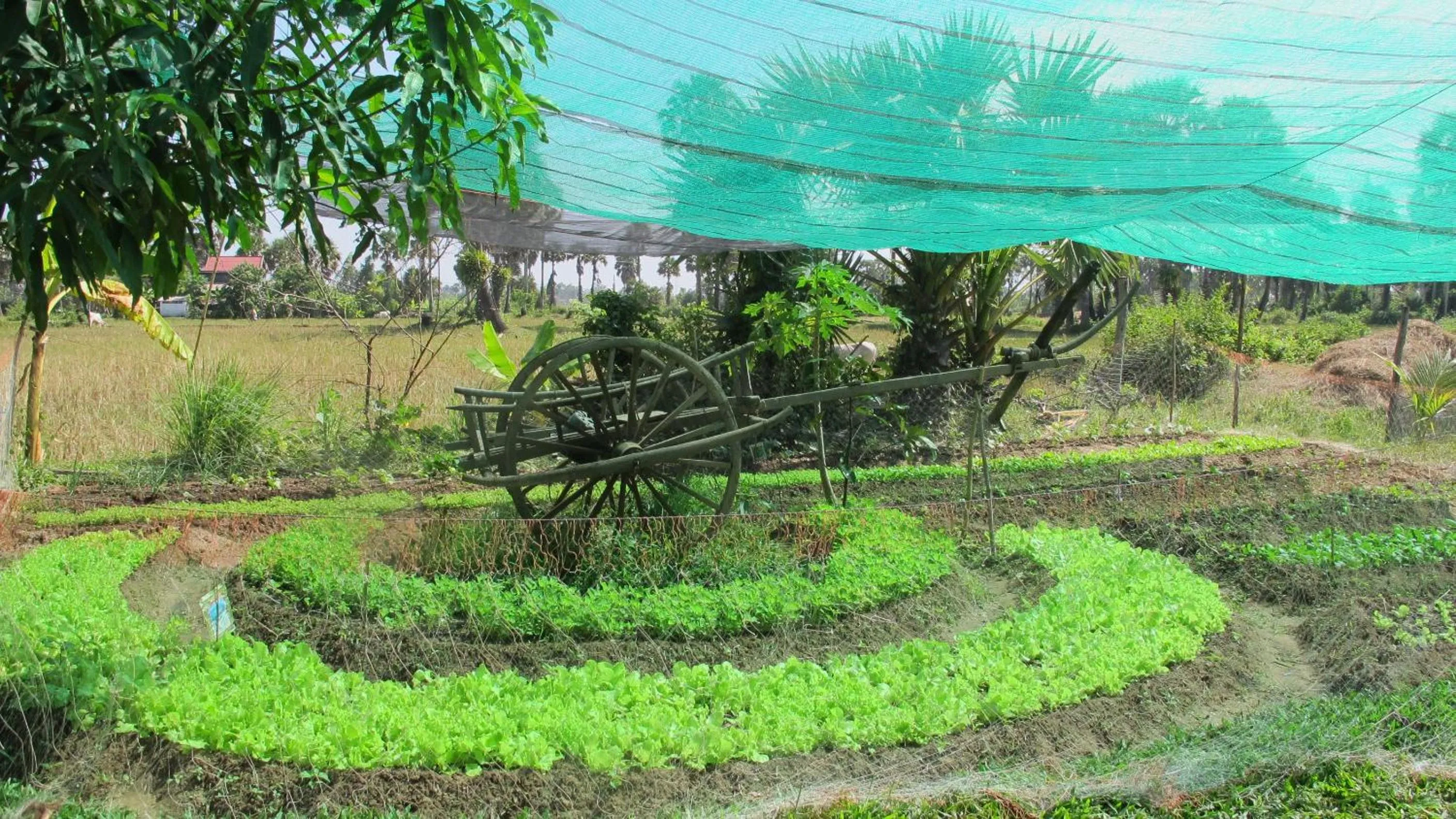 Garden in Champa Lodge
