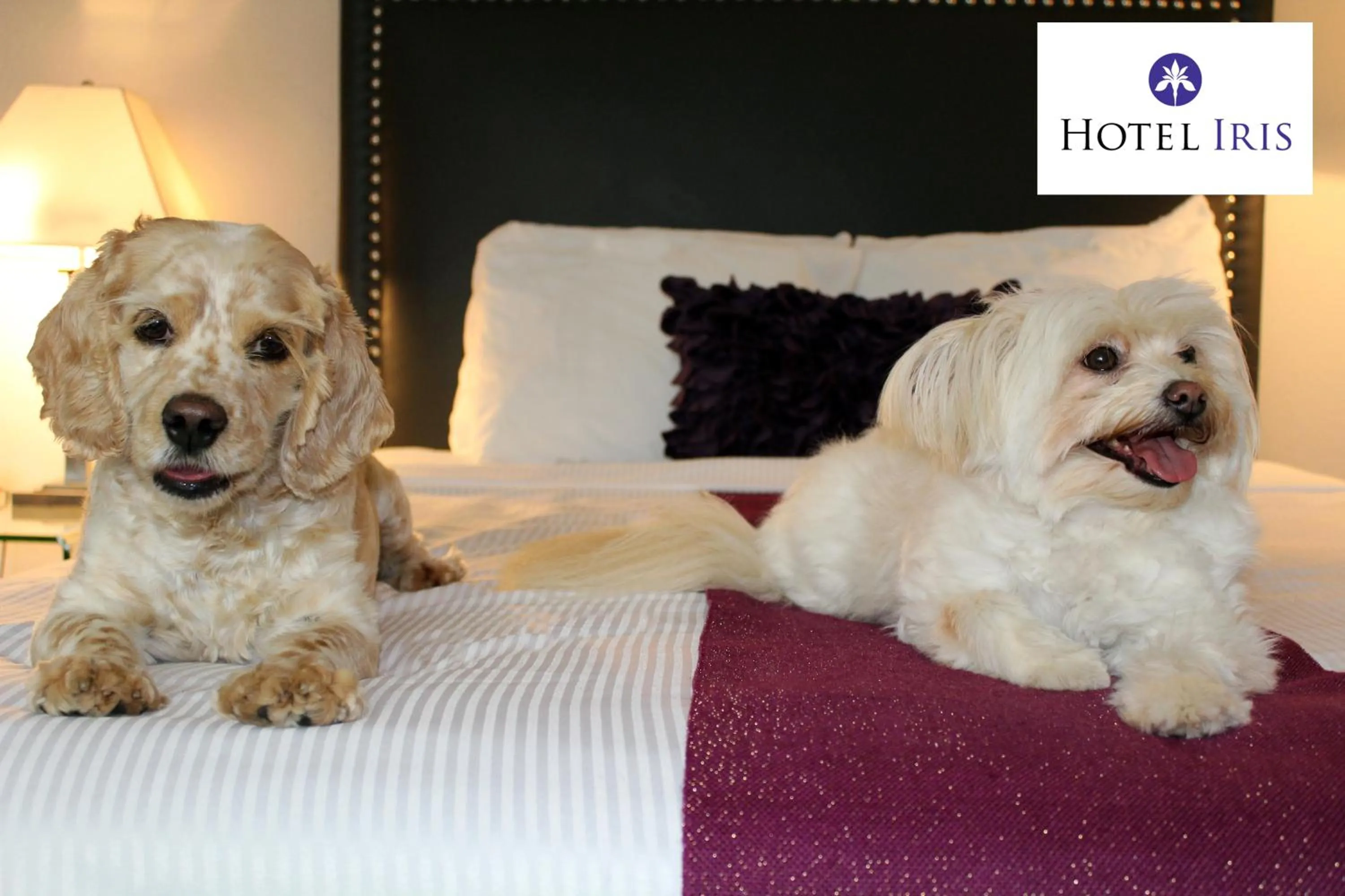 Bedroom in Hotel Iris - Mission Valley-San Diego Zoo-SeaWorld