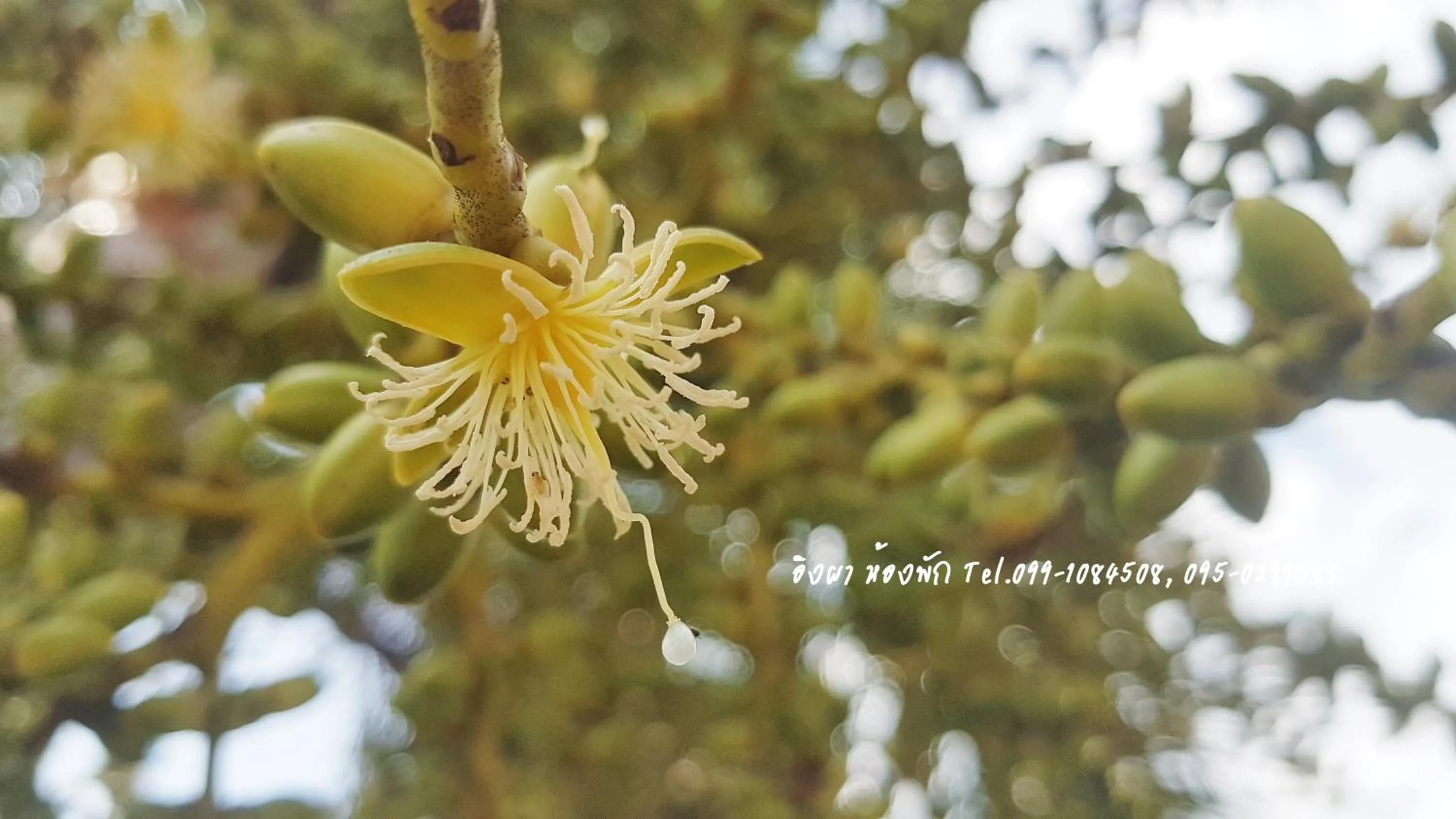 Garden in Ingpha Room For Rent