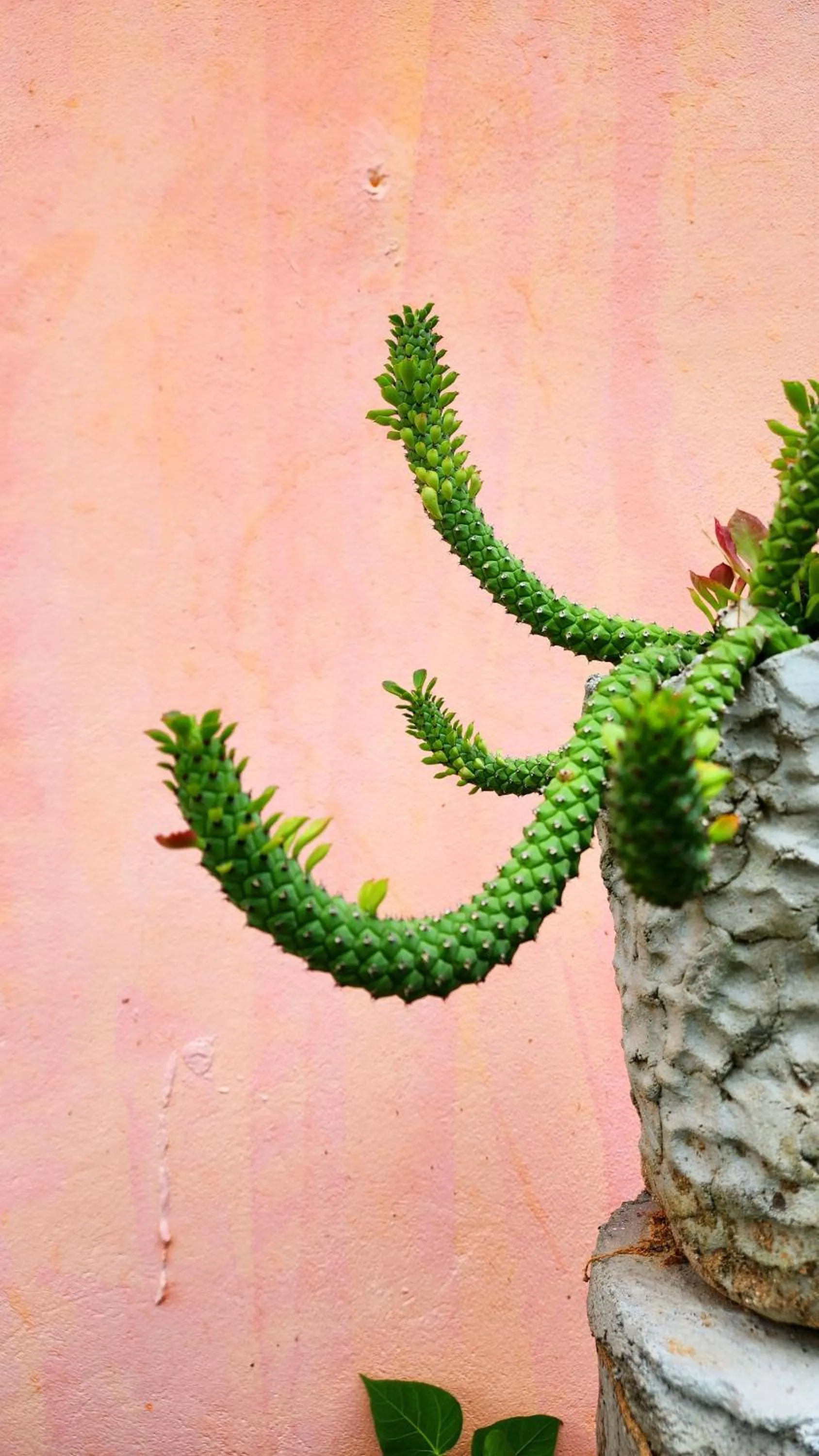 Day in Ingpha Room For Rent