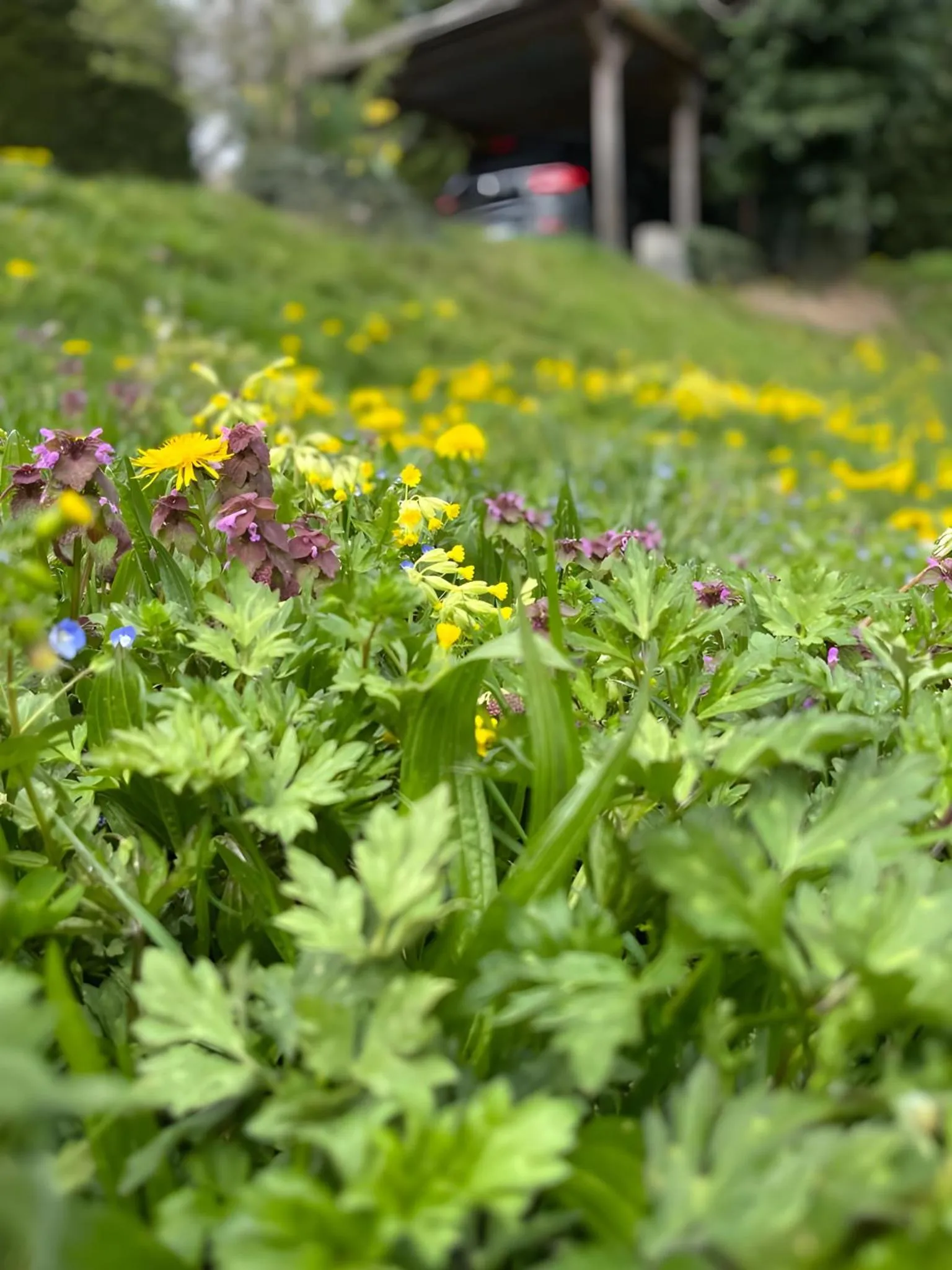 Spring in La Maison du Chevalier - Chambres et tables d'hôtes - adults only