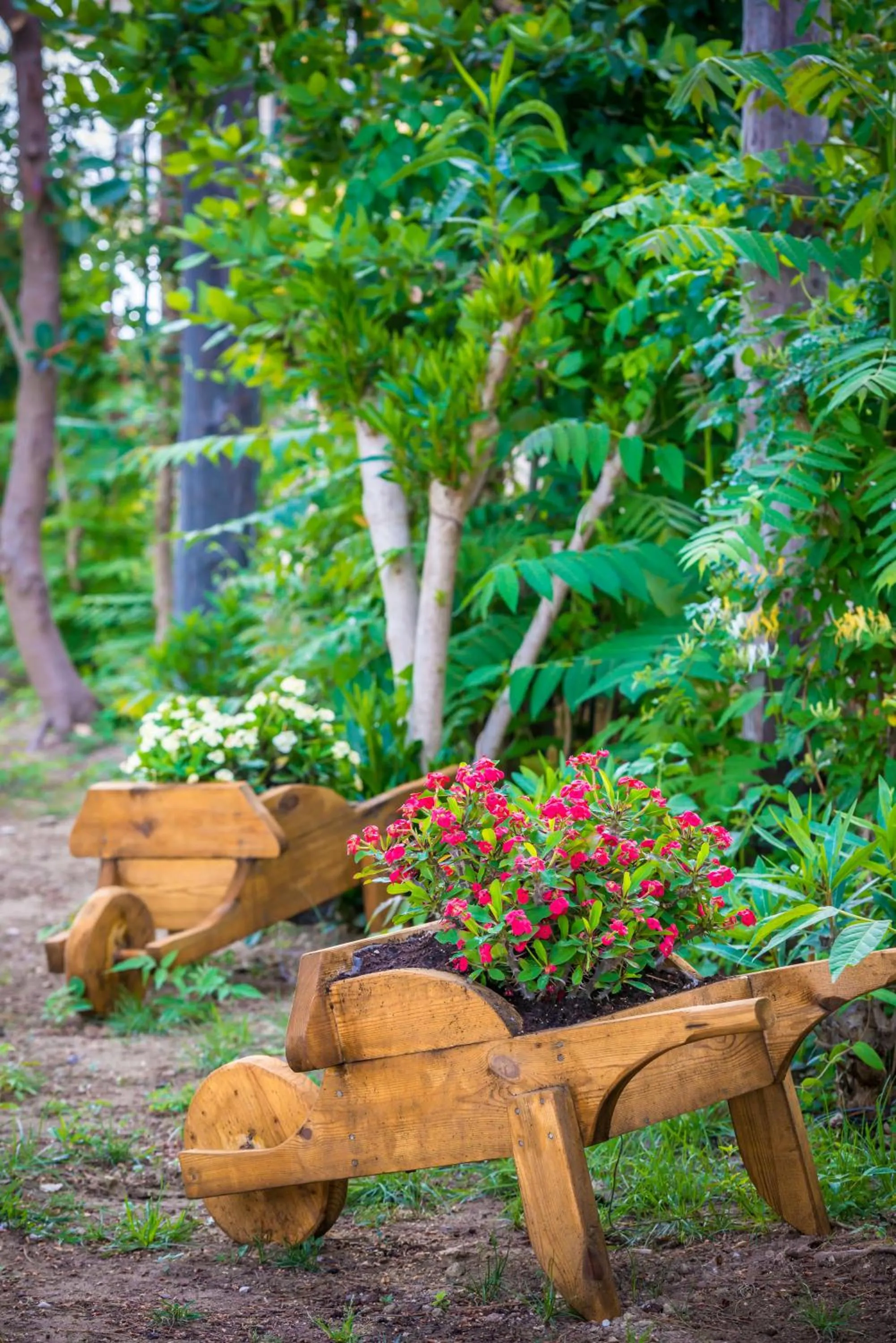 Garden in Zarkadis Beach Apartments
