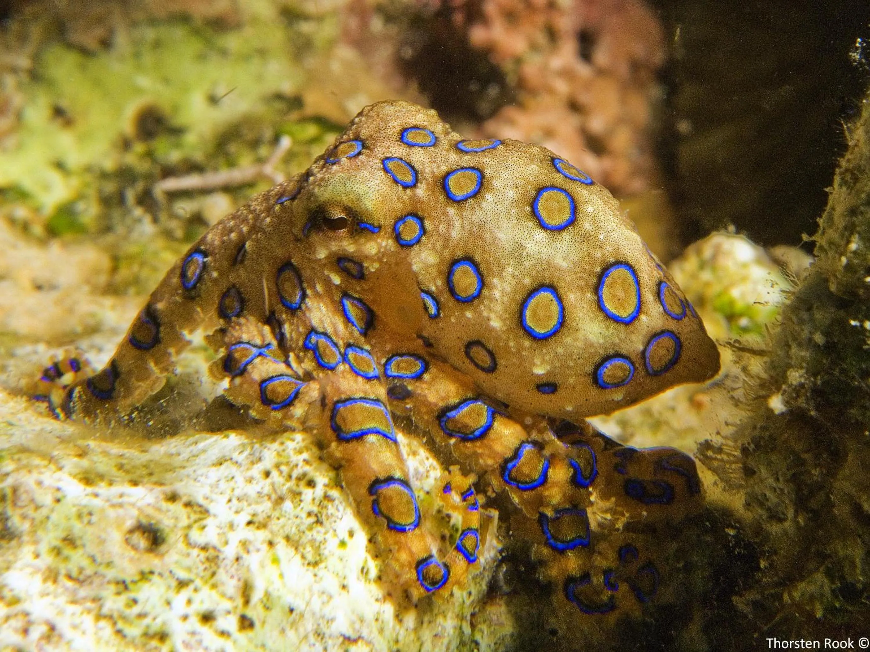 Diving in Dolphin House Resort Moalboal