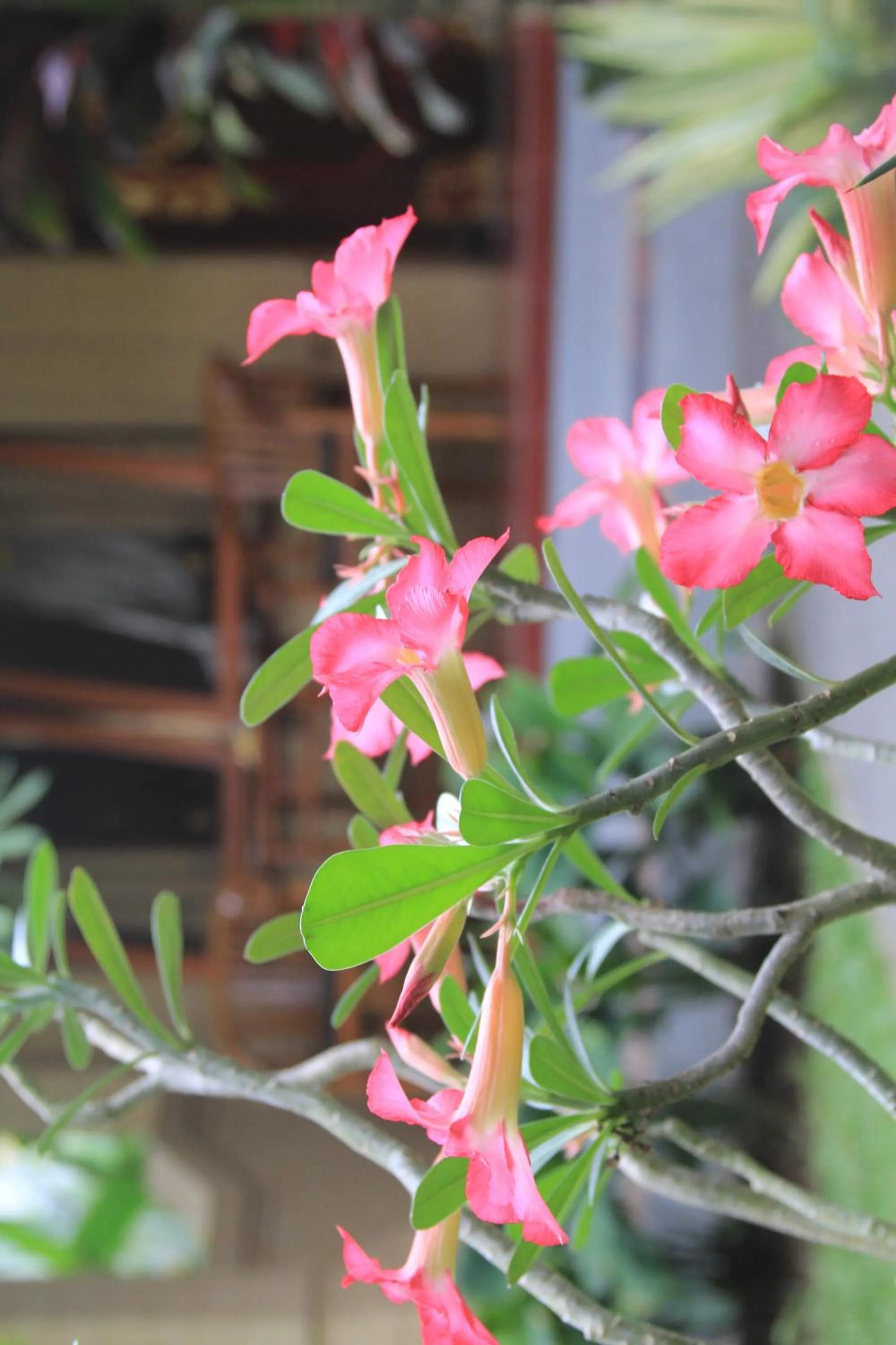 Garden in Secret Garden Sky