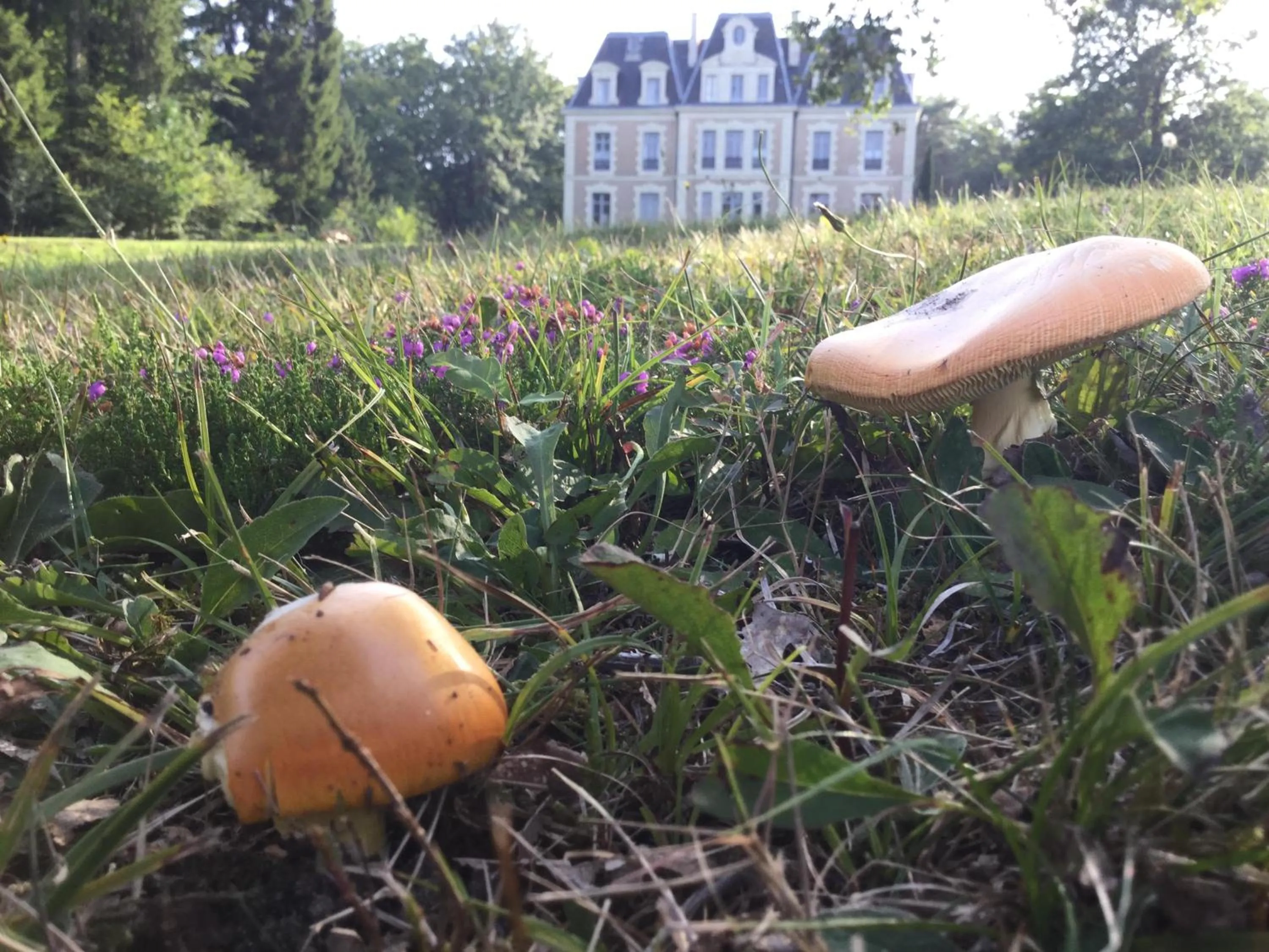 Garden in Château des Essards avec piscine et jacuzzi