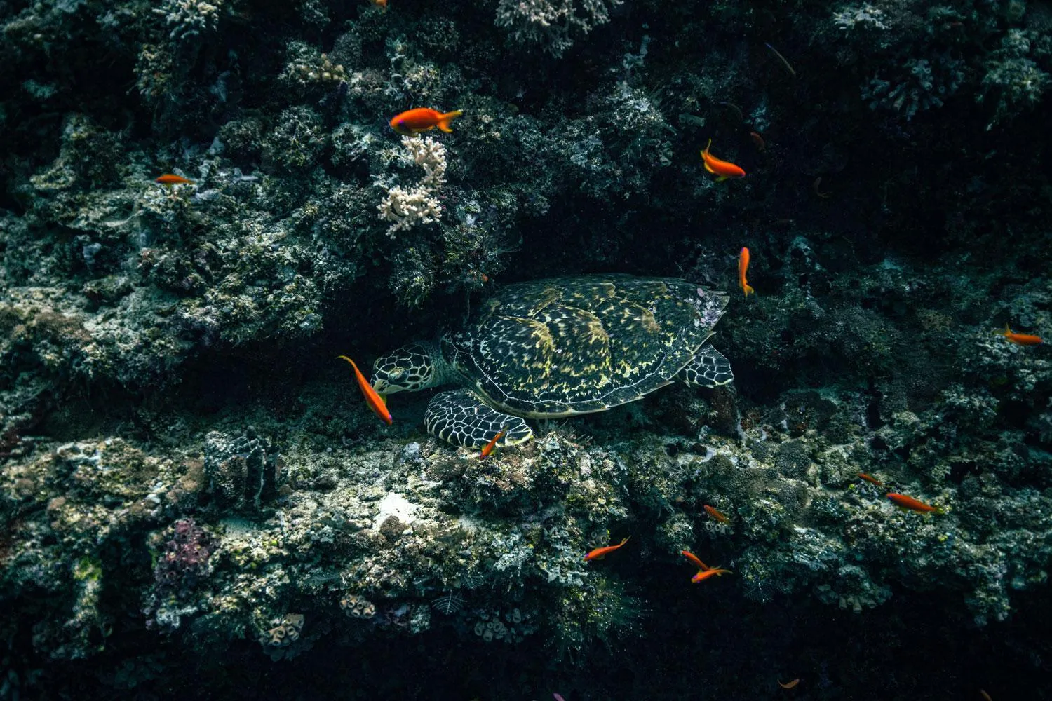 Property building in Endheri Sunset Dhangethi