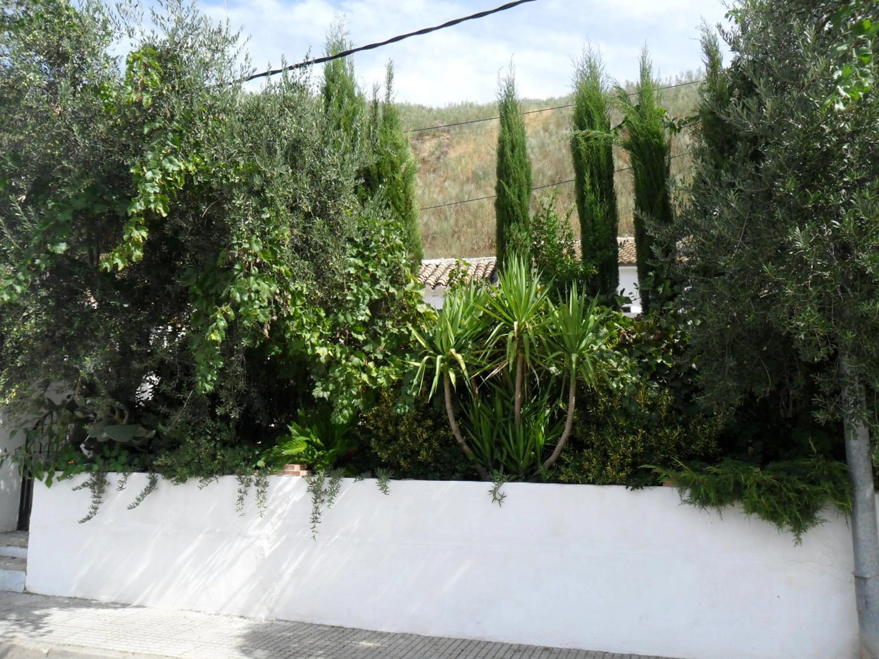 Garden in Casa La Rosa