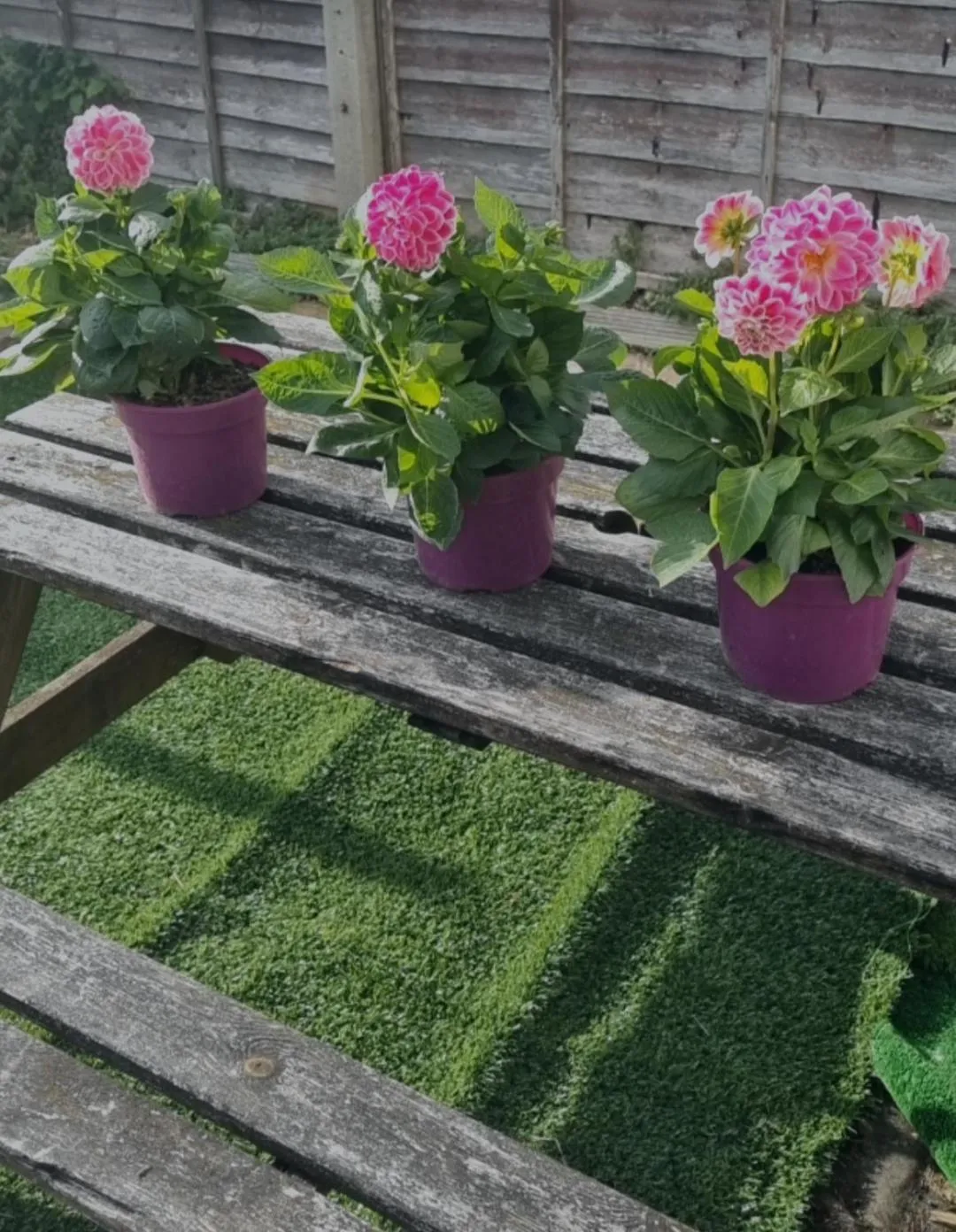 Garden in The Skegness Hotel