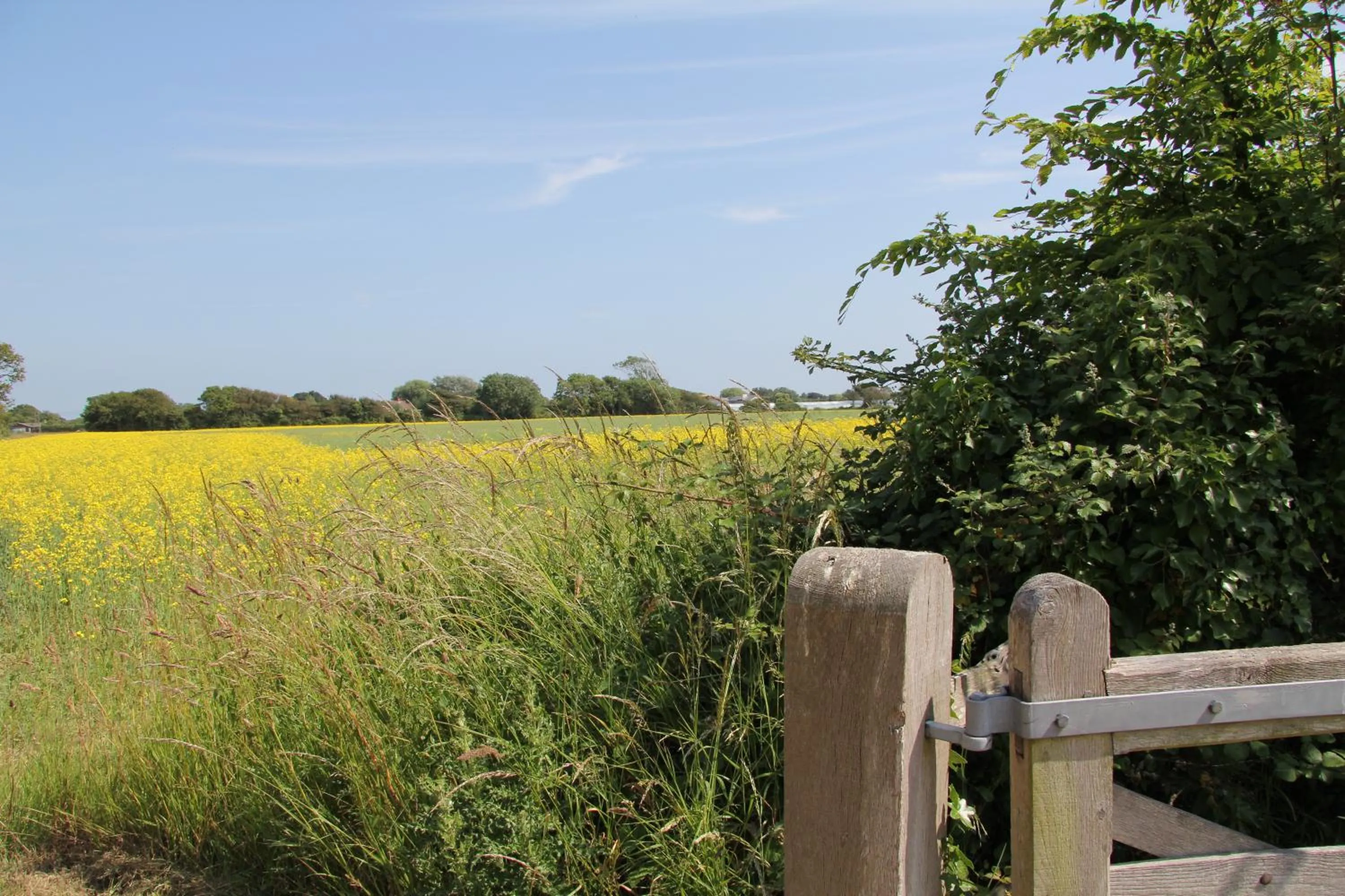 Garden view in Lockgate Dairy
