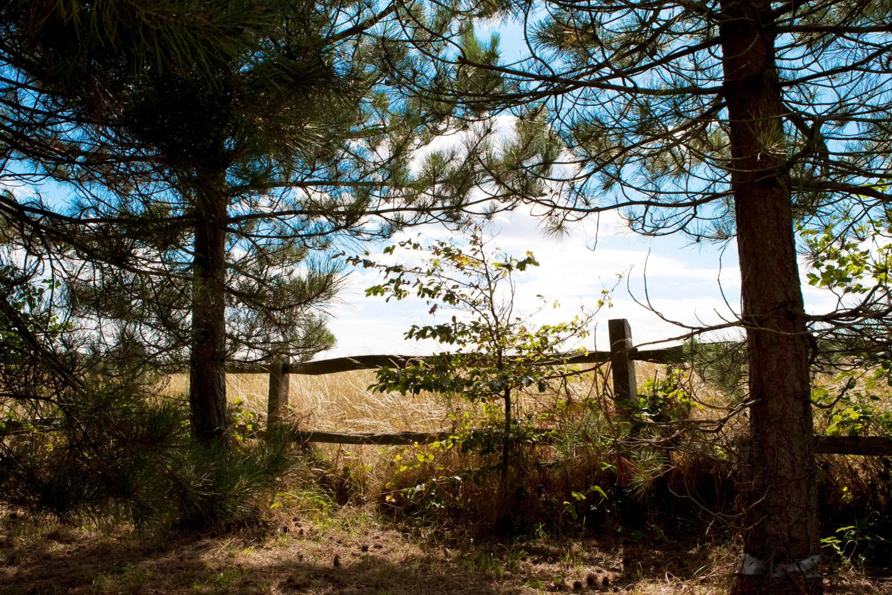 Garden view in Lockgate Dairy