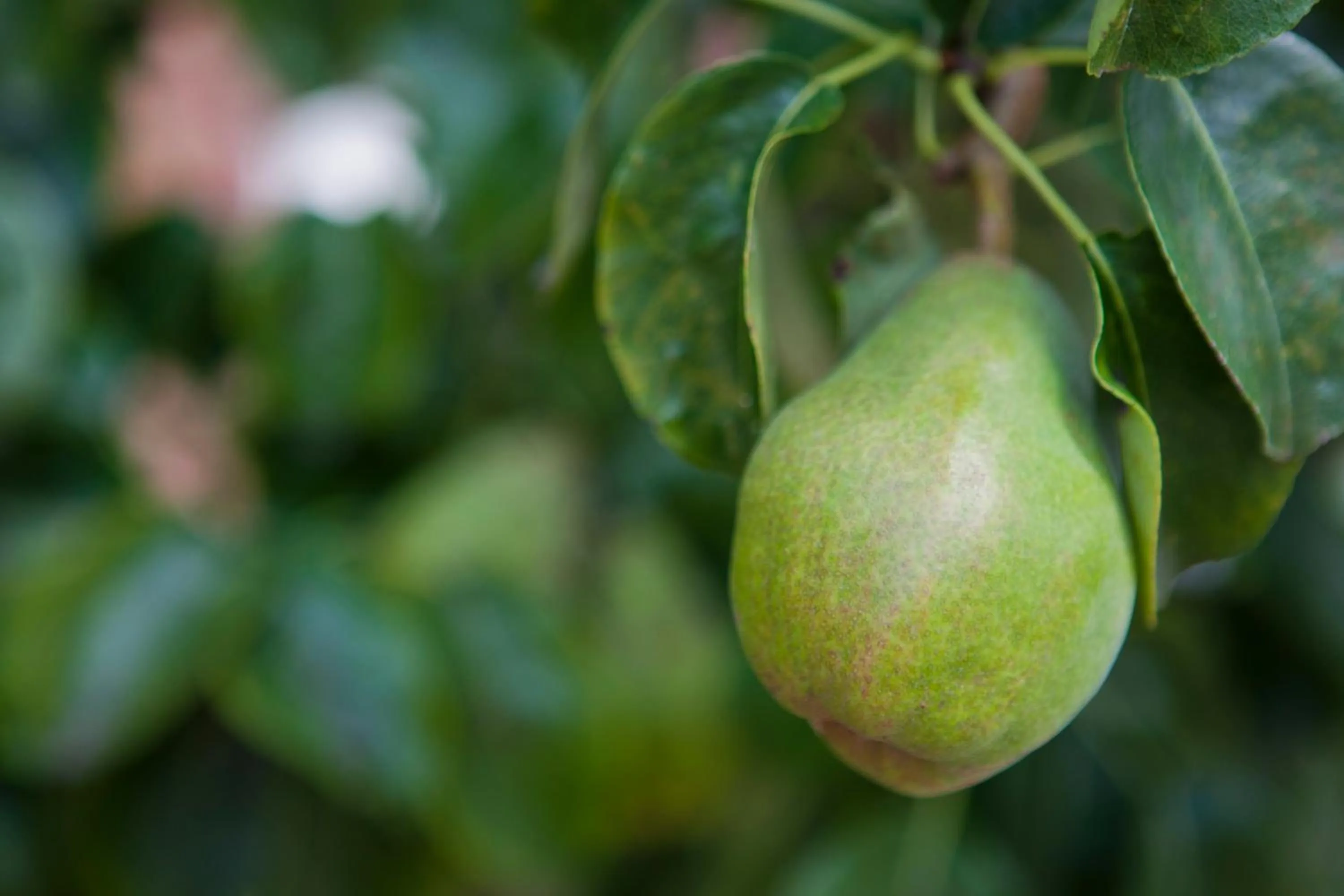 Garden view, Food in Lockgate Dairy