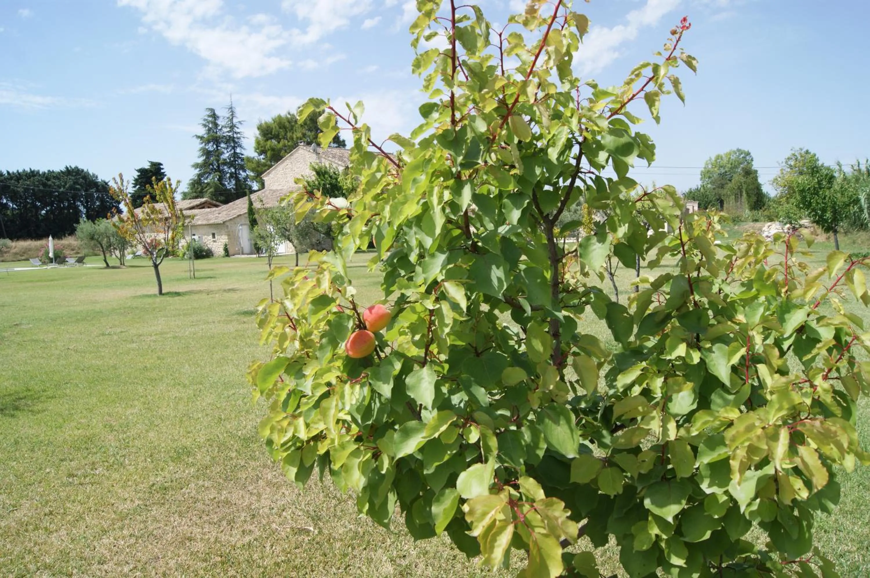 Garden in B&B dans Mas en pierres