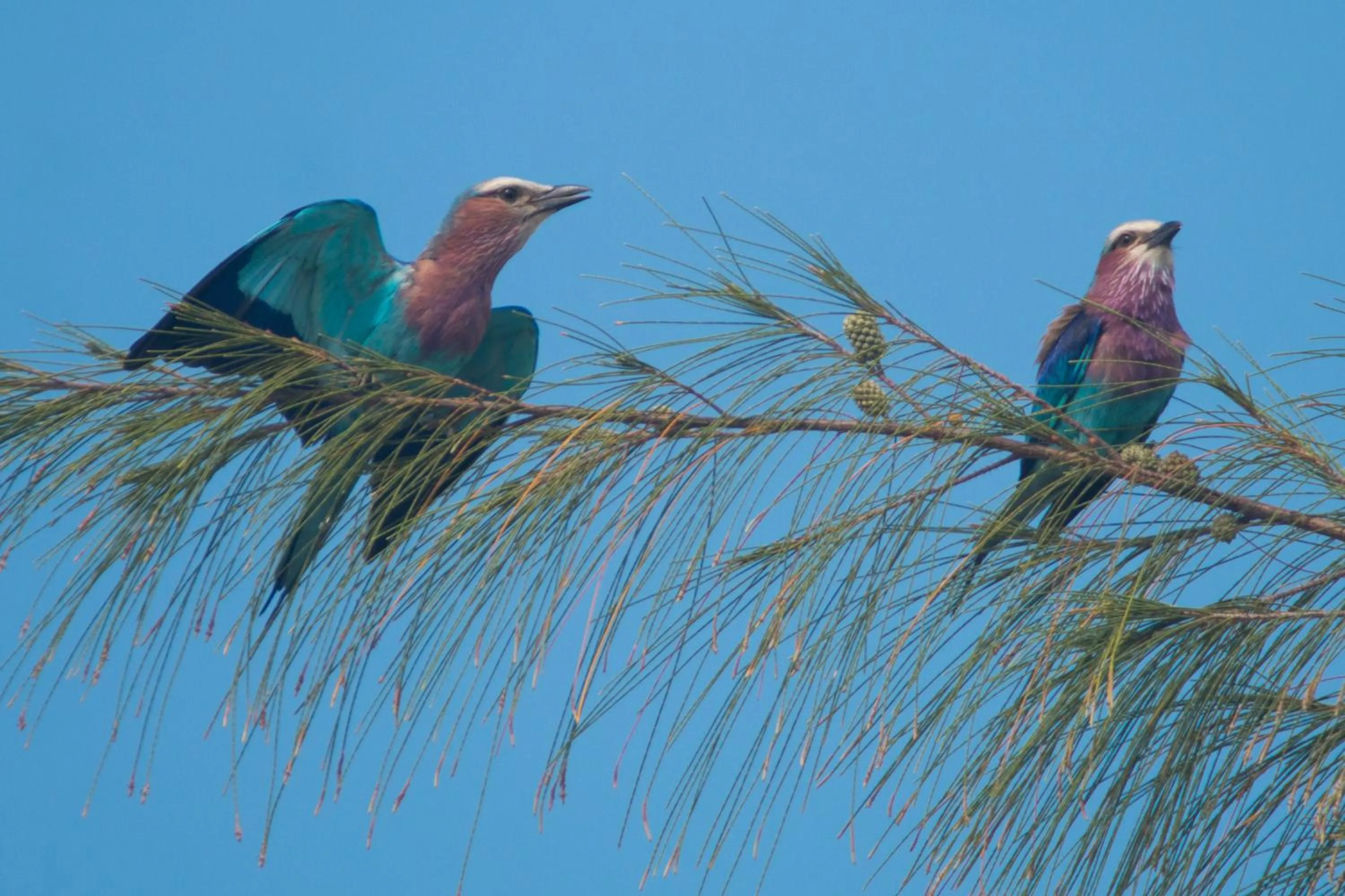 Garden in Villa Kiota