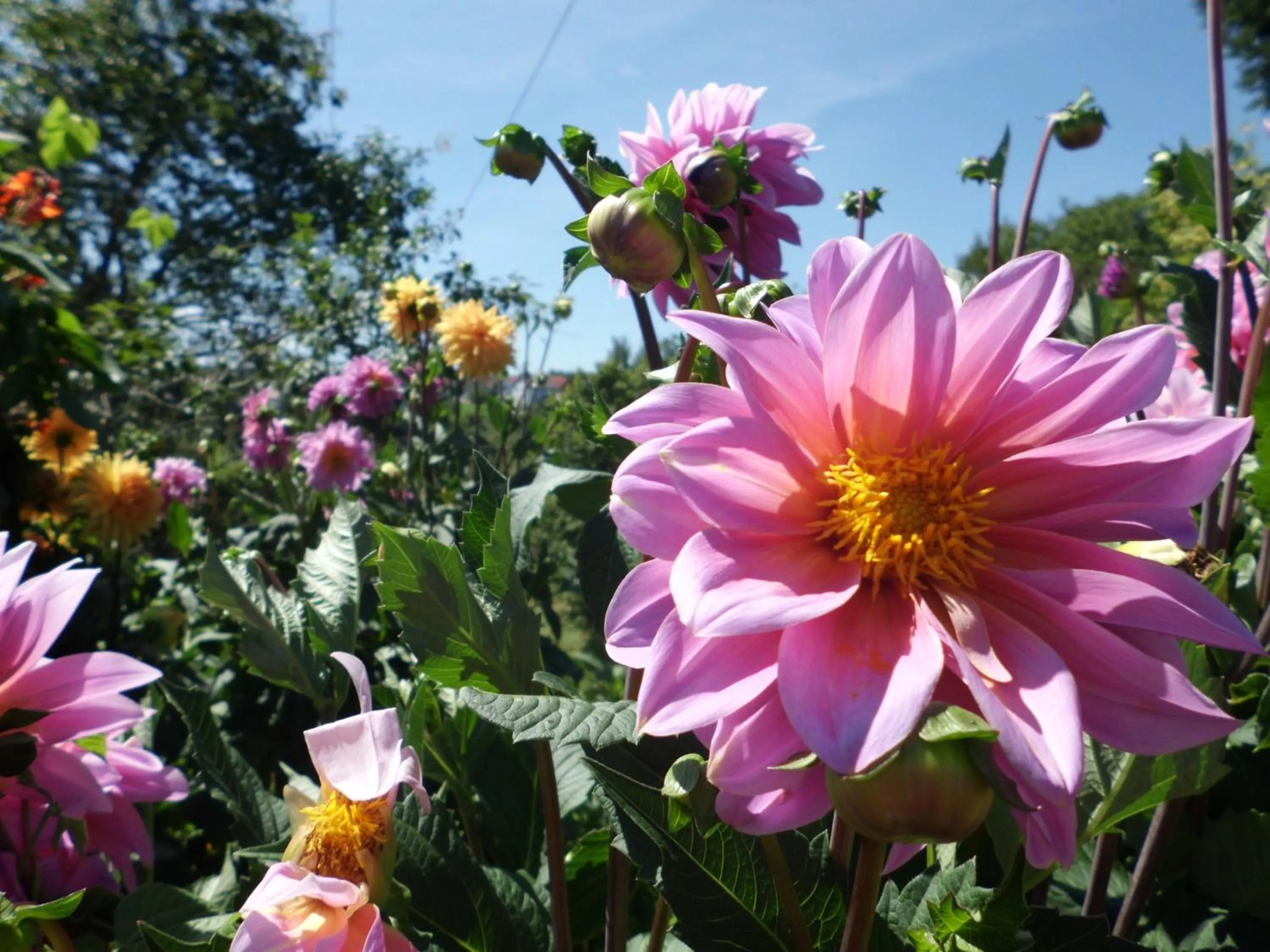 Summer in Landgasthaus Sonne