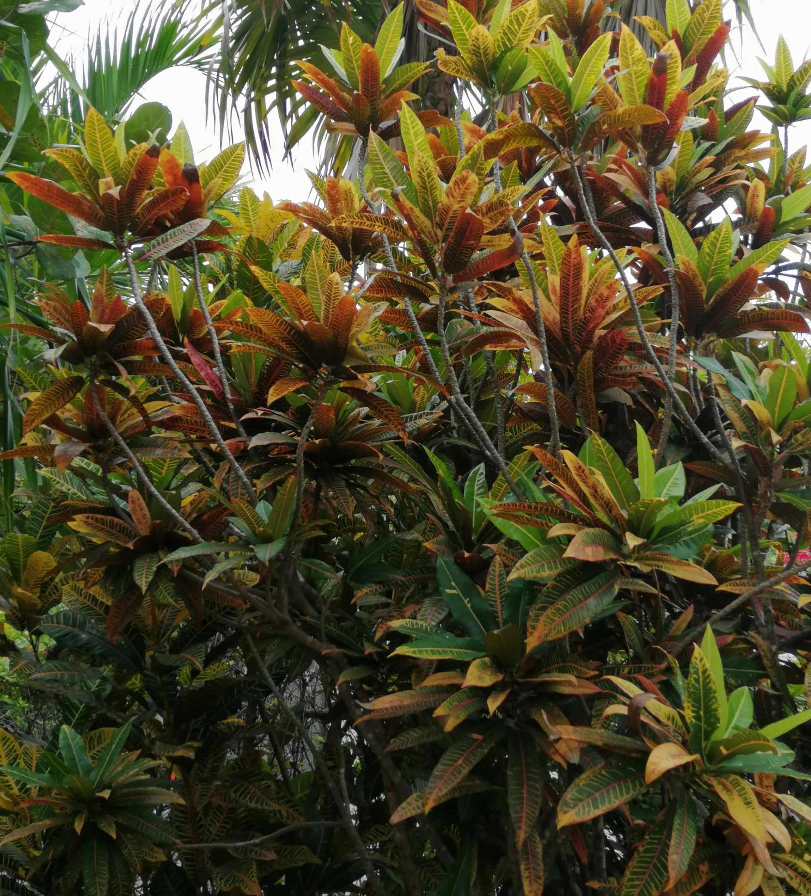 Garden in Margarita del Sol Hotel Costa Maya