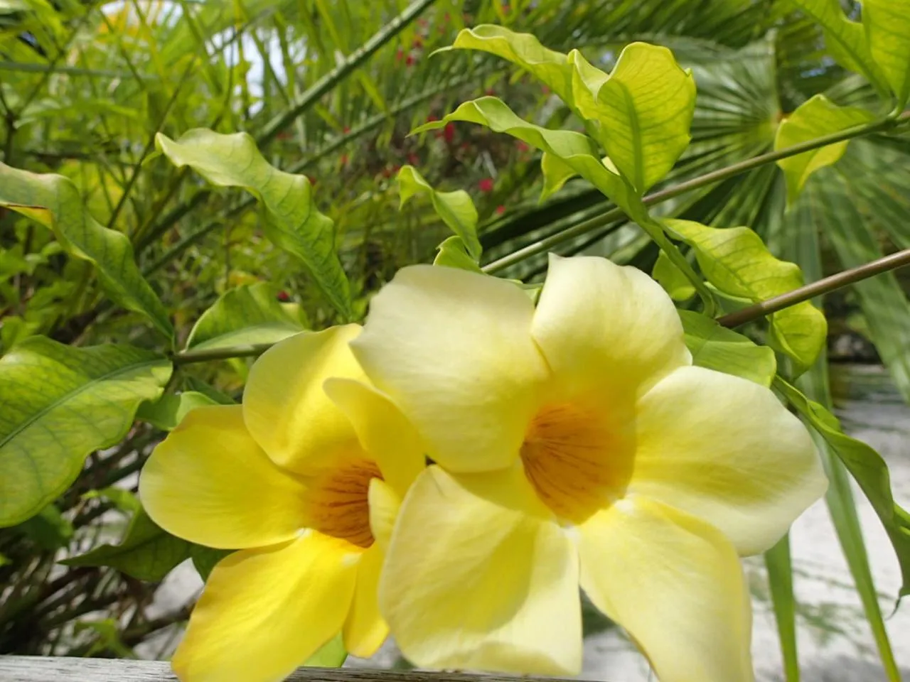 Garden in Margarita del Sol Hotel Costa Maya
