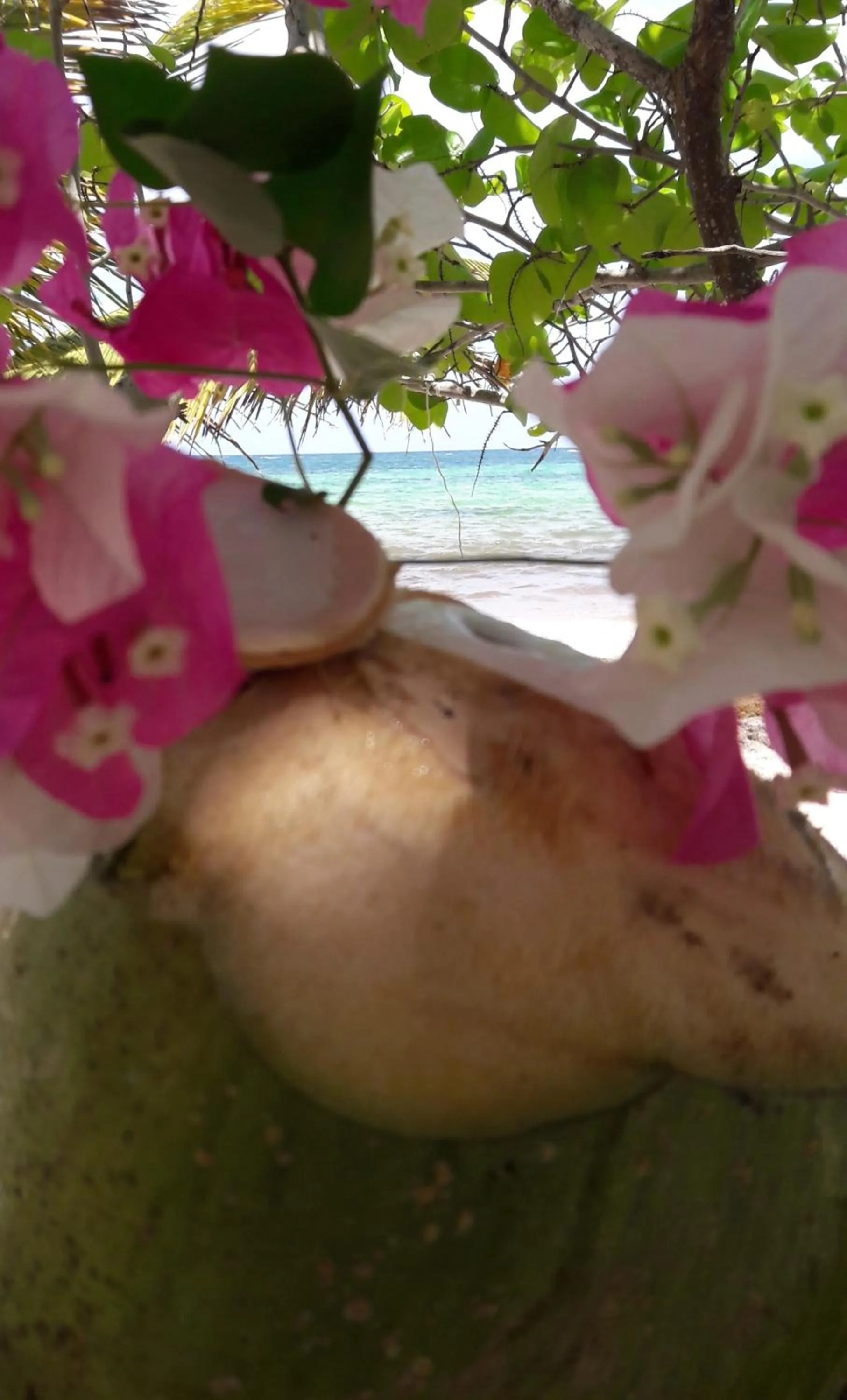 Beach in Margarita del Sol Hotel Costa Maya