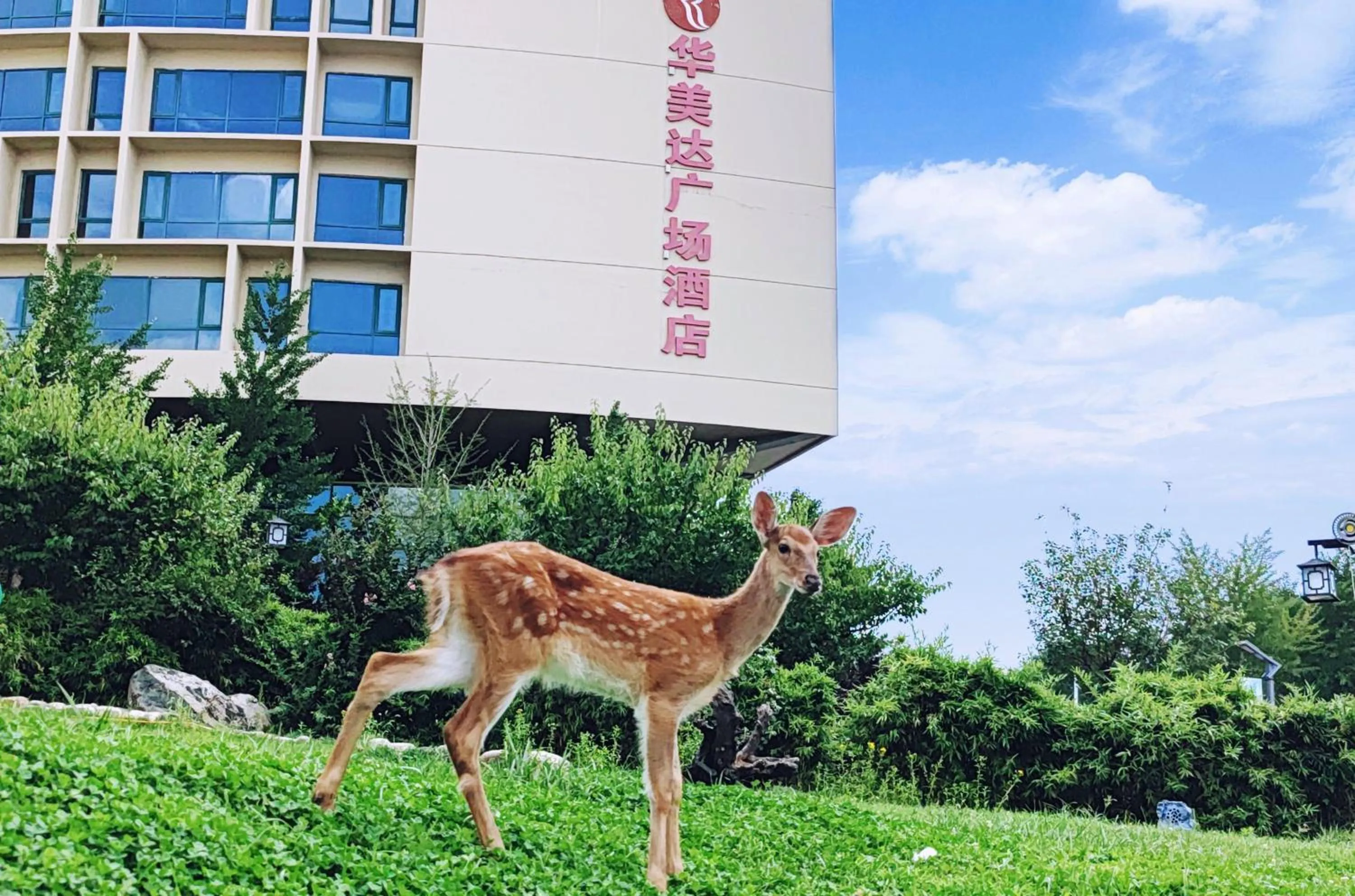 Animals in Ramada Plaza By Wyndham Taian