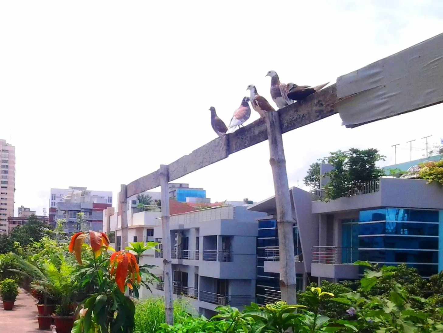 Day in Eastern House