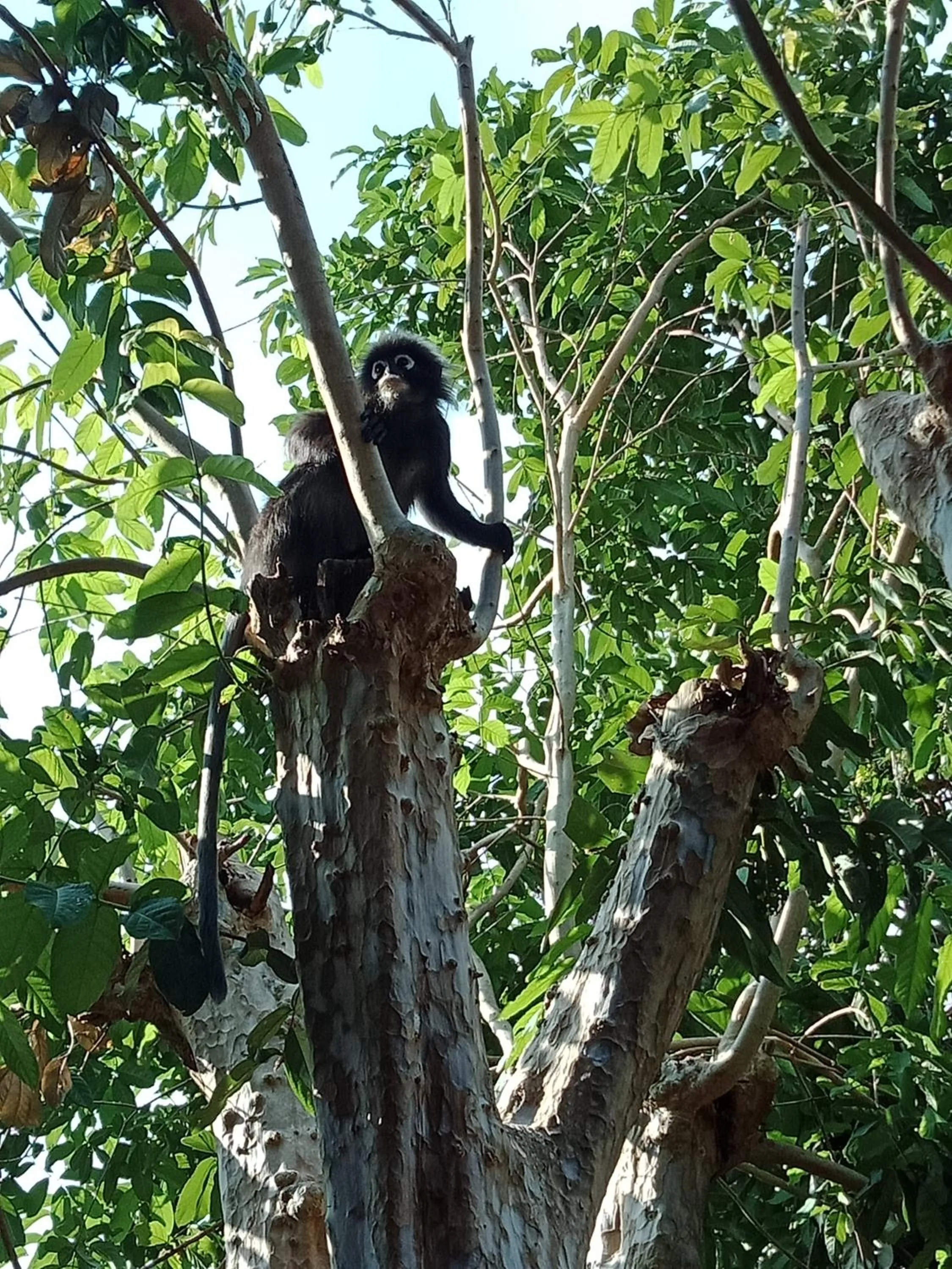 T Star Cottage Langkawi