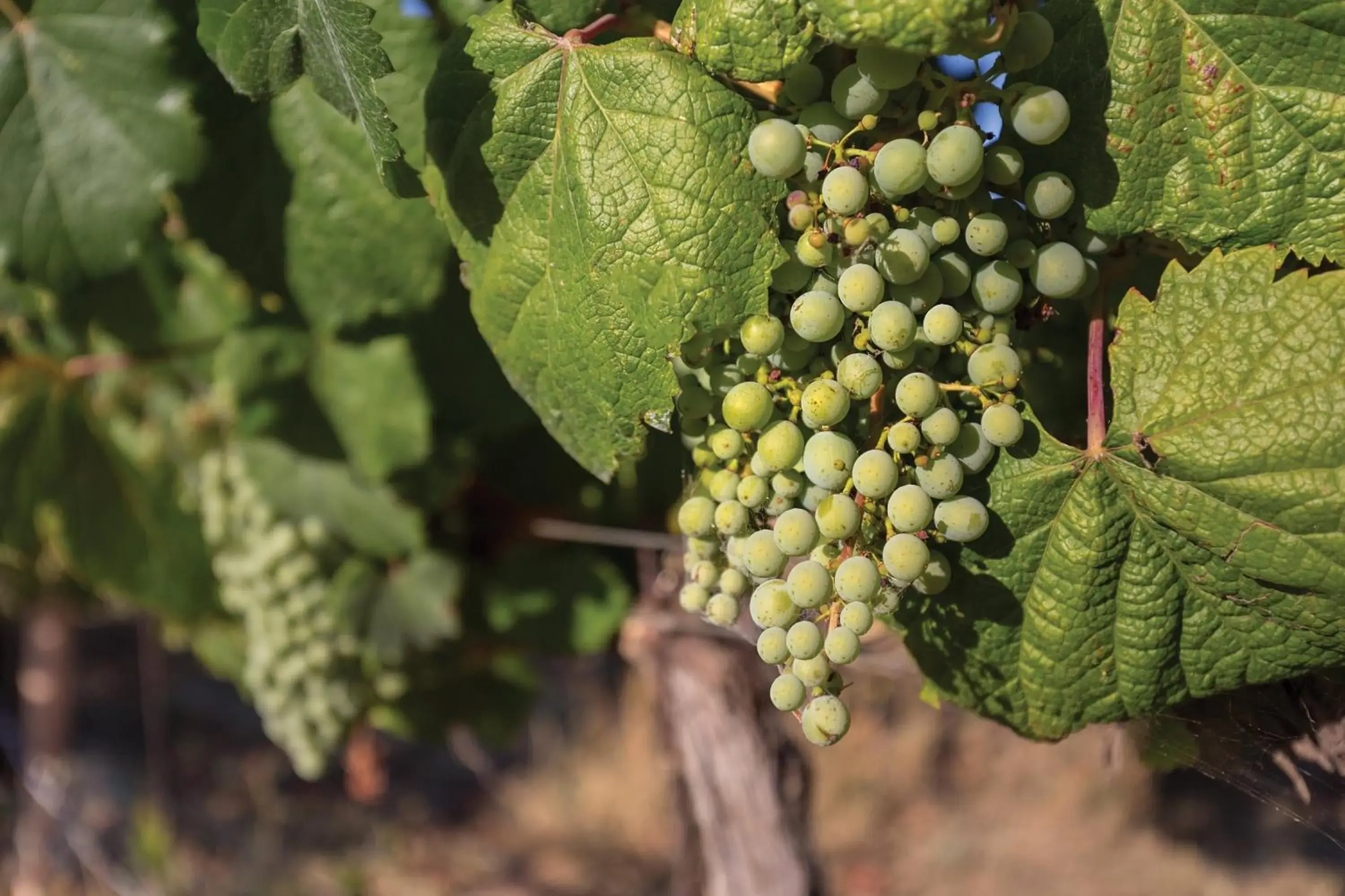 View (from property/room) in Vino Bello Resort View (from property/room) in Vino Bello Resort