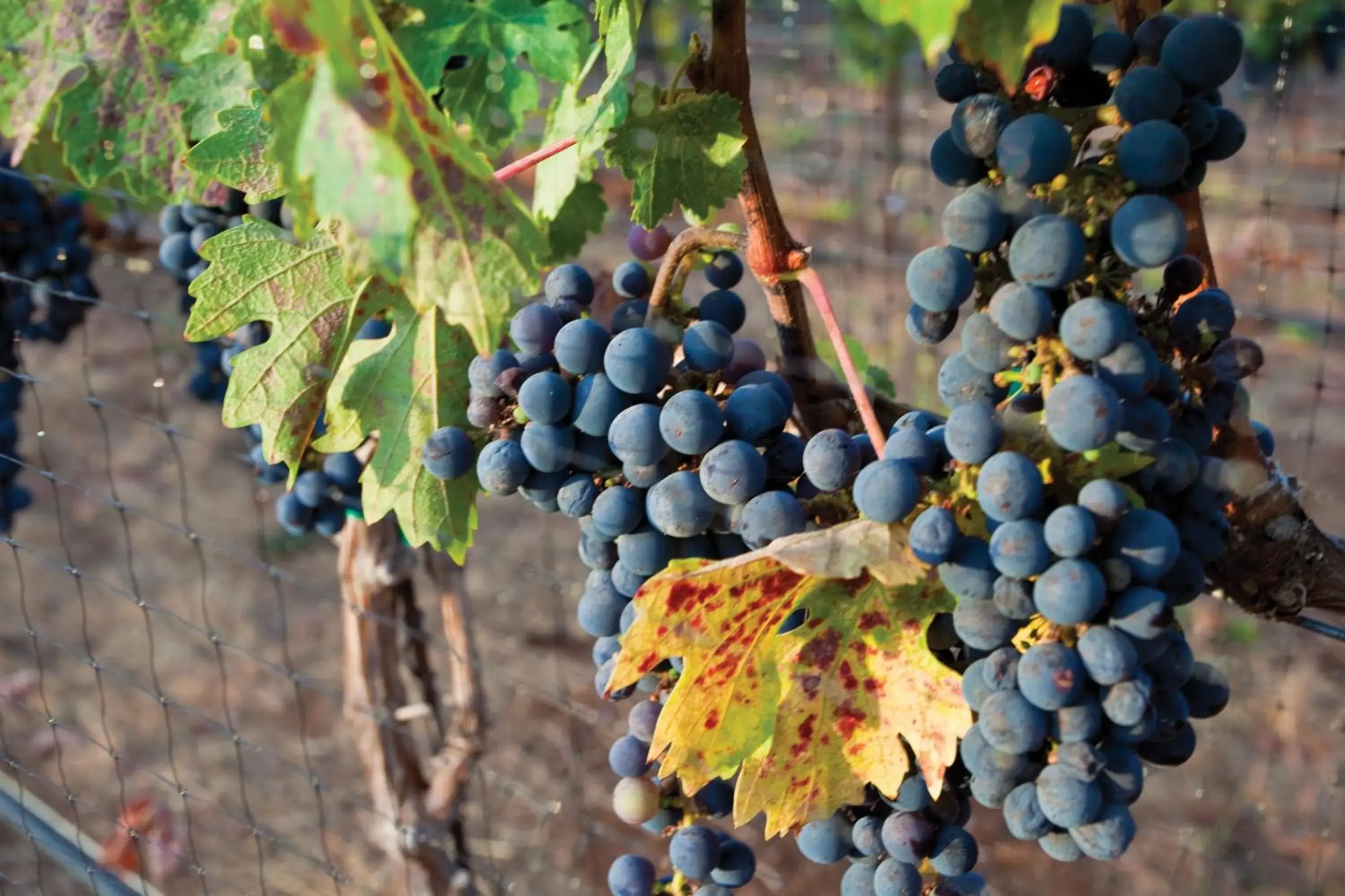 View (from property/room) in Vino Bello Resort View (from property/room) in Vino Bello Resort