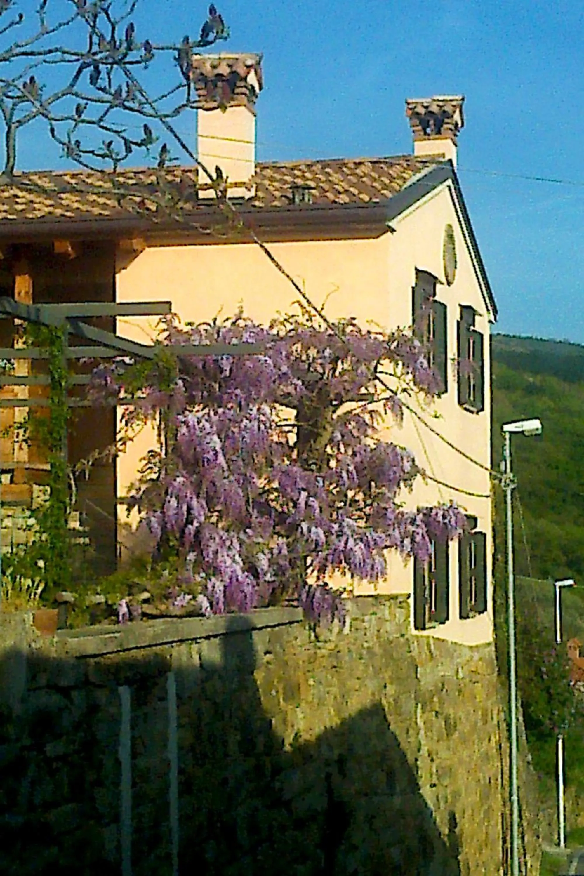 Il Glicine