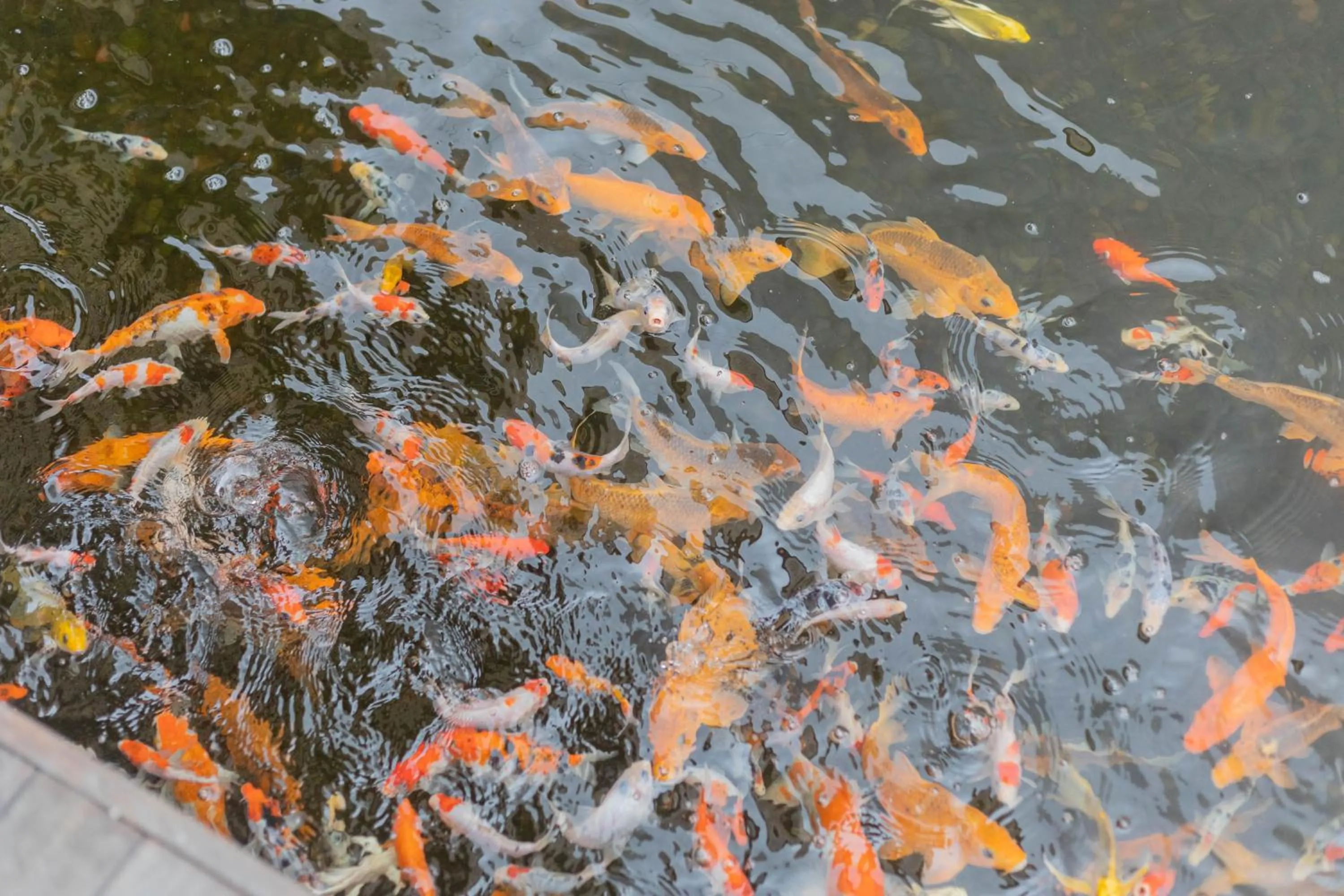 Lobby or reception in Taman Mesari Luxury Villas-Seminyak