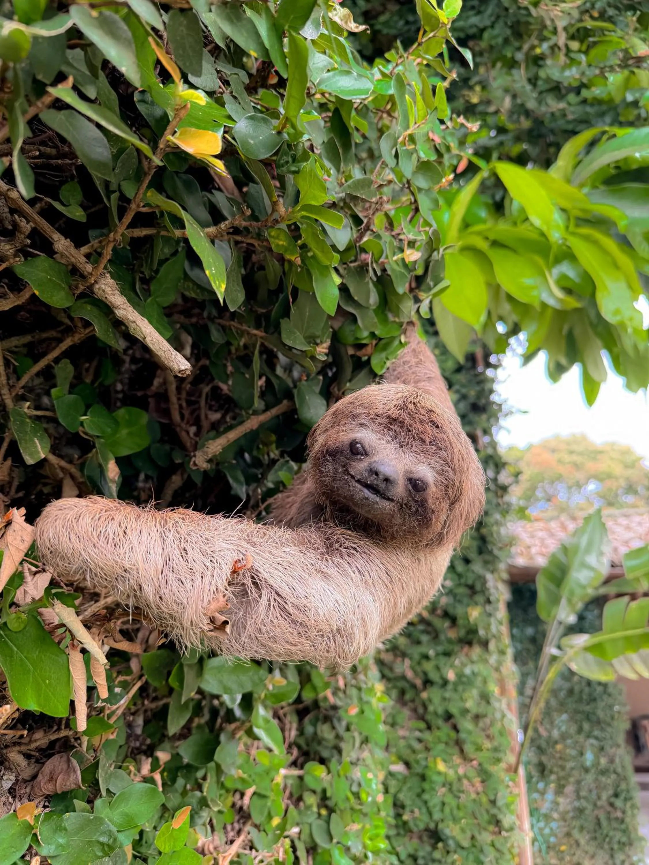 Casa Rabanete Trancoso