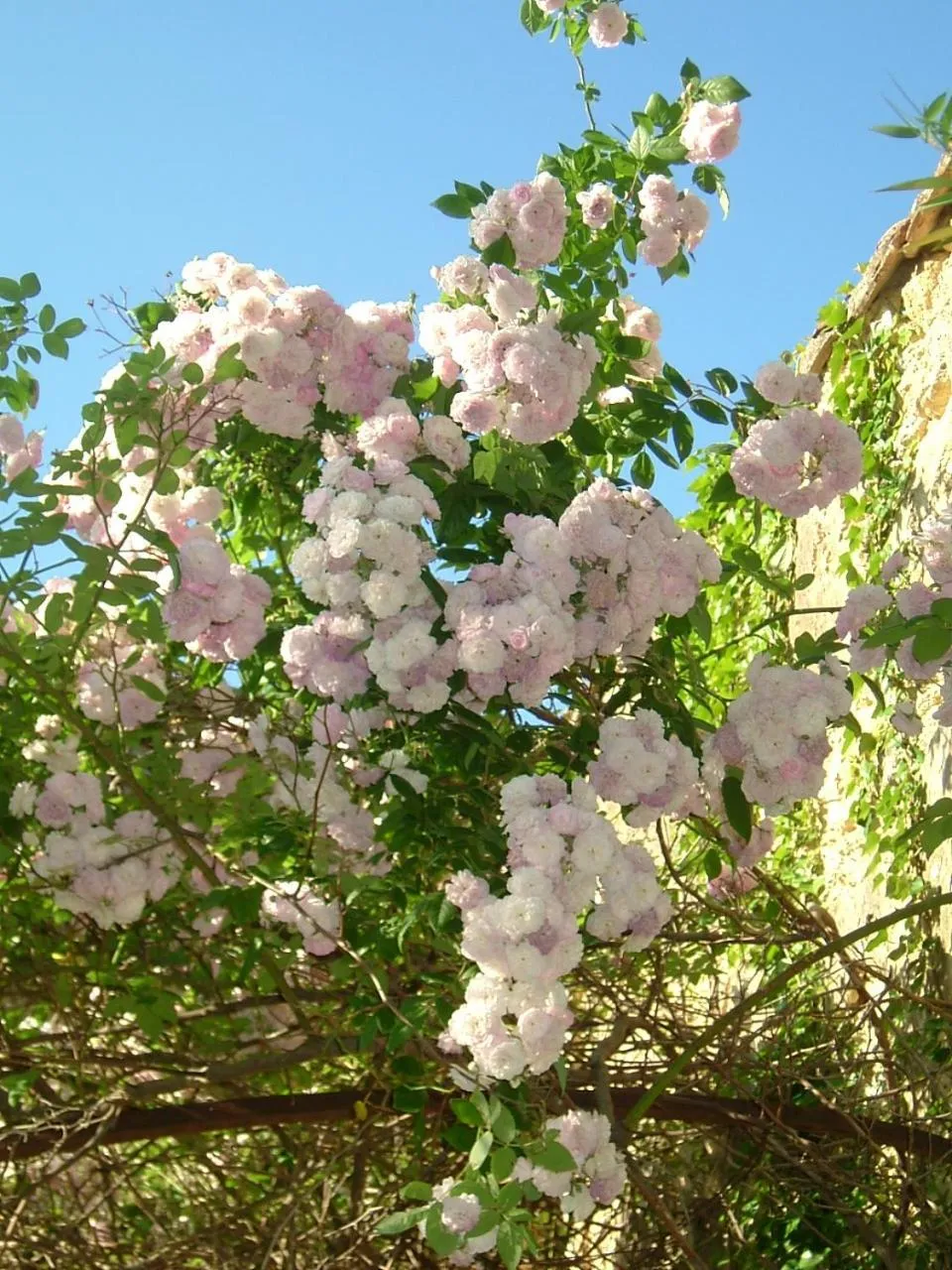 Natural landscape in Domaine Des Escaunes