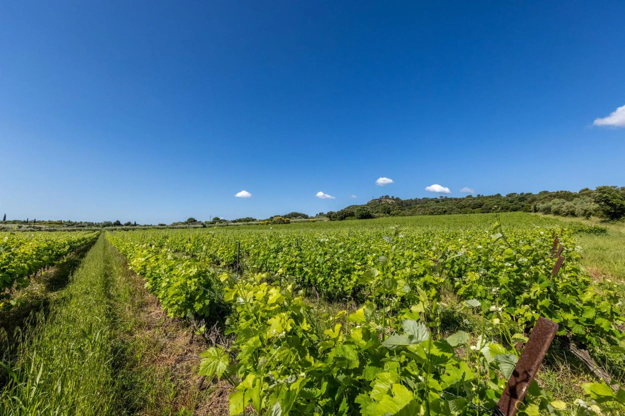 Domaine Des Escaunes