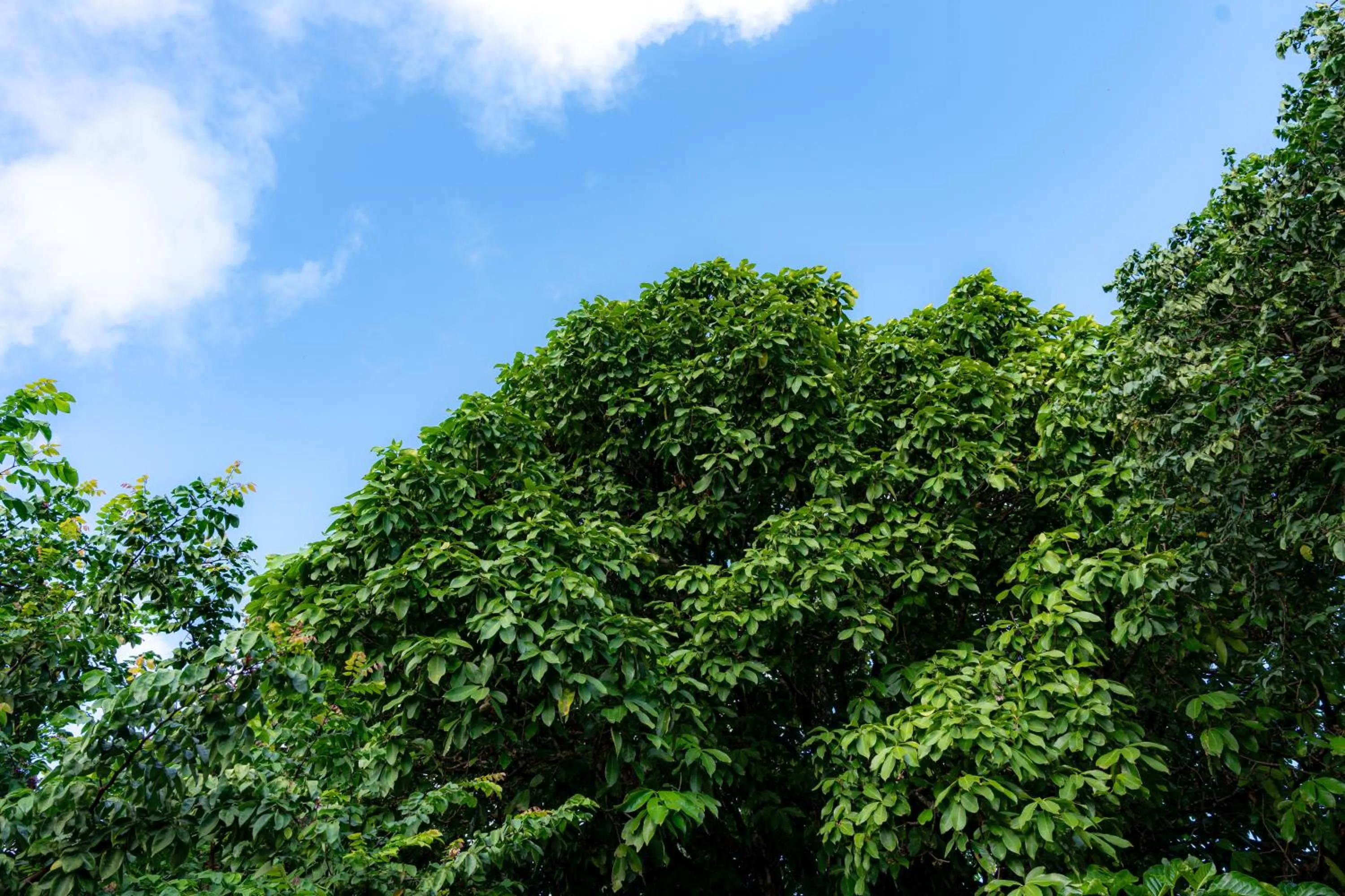 Hotel Pousada Salvador Paradise