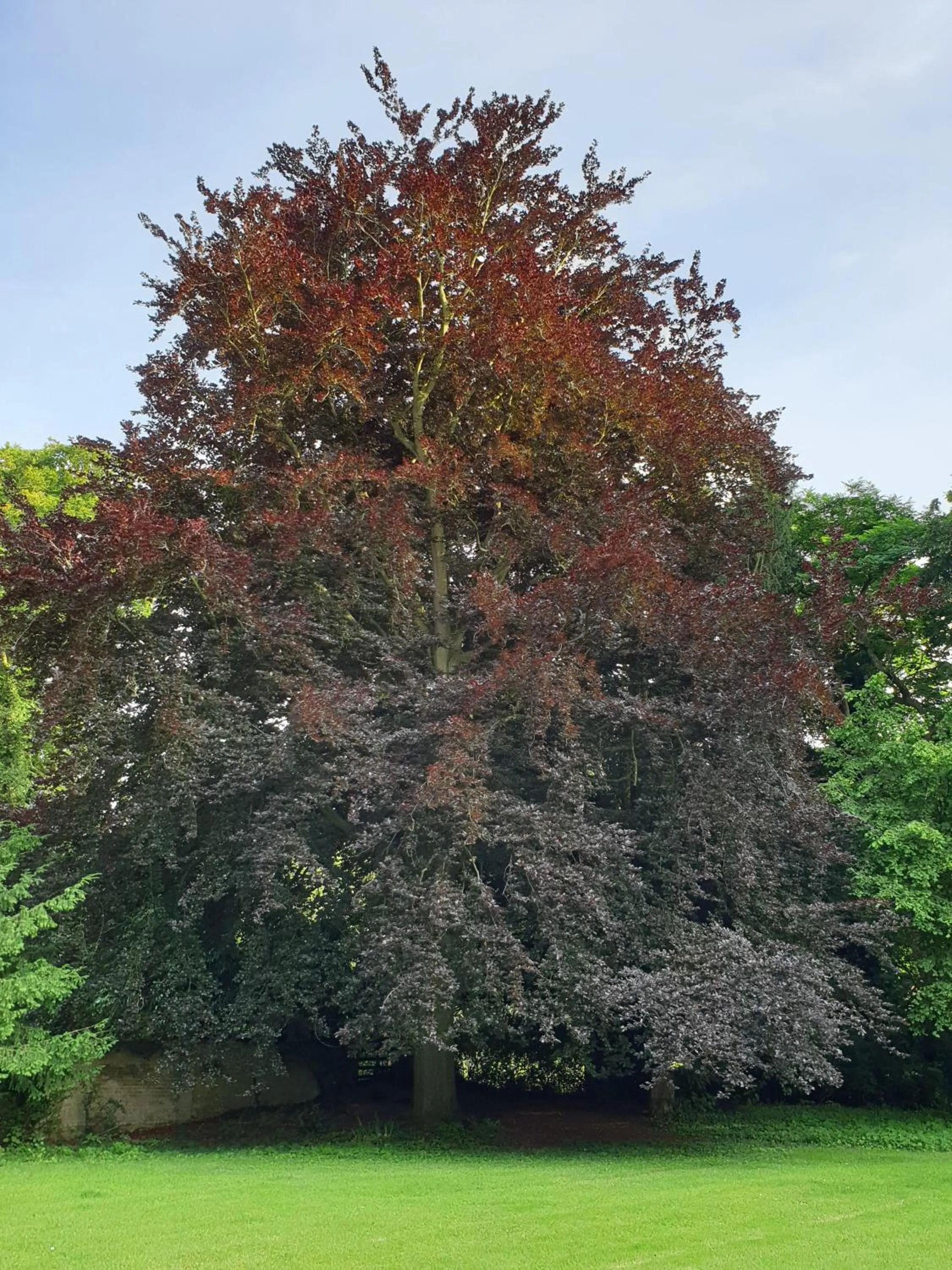 Garden in Copperbeech B&B
