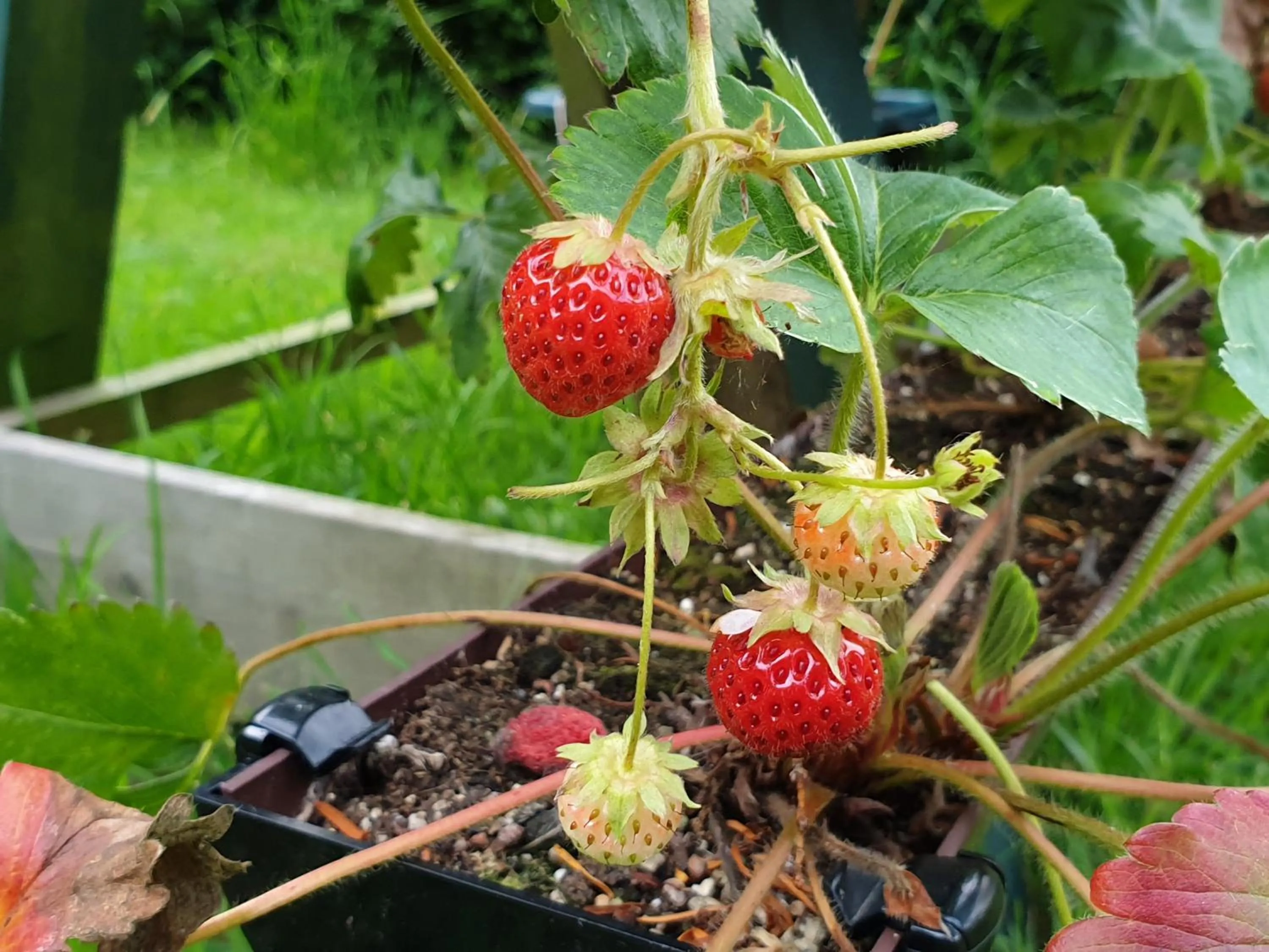 Food and drinks in Copperbeech B&B