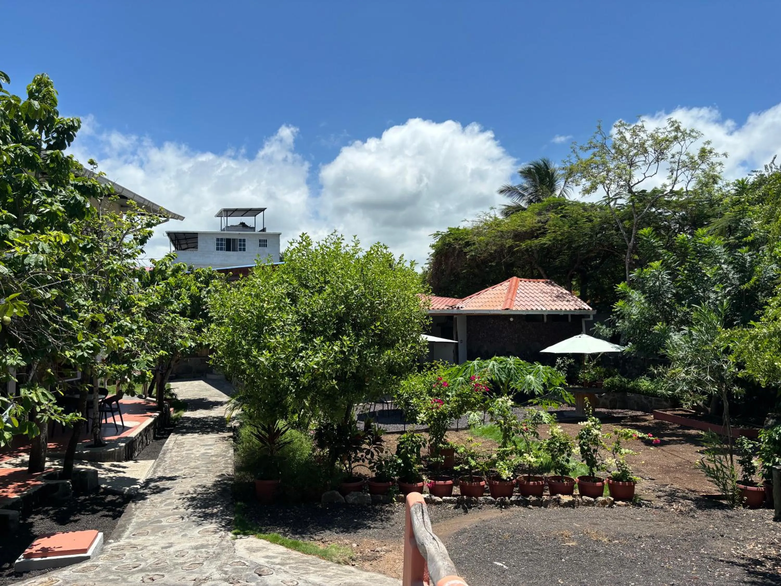 Garden in Lava House Hostal