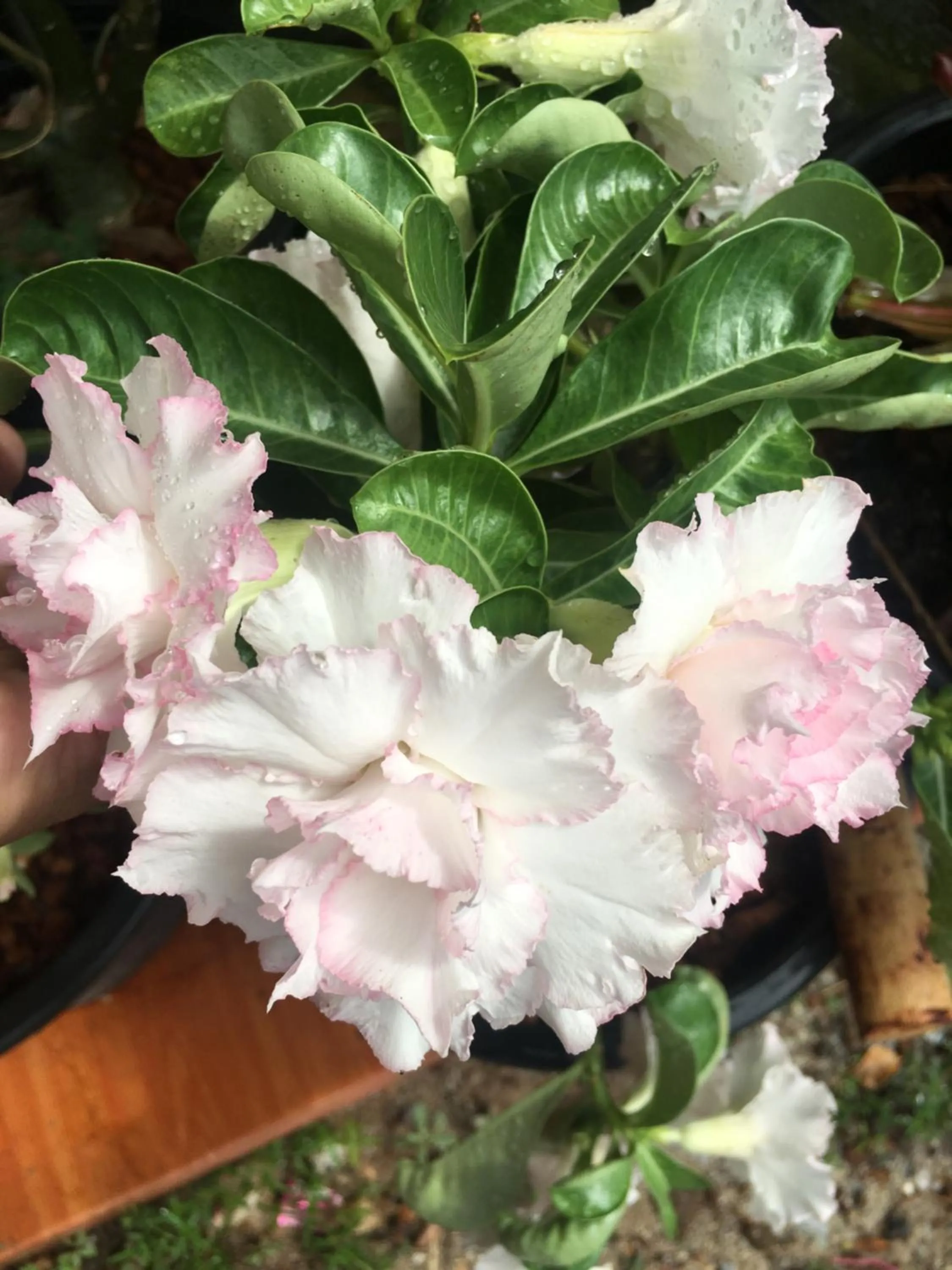 SMILE HOME GUESTHOUSE