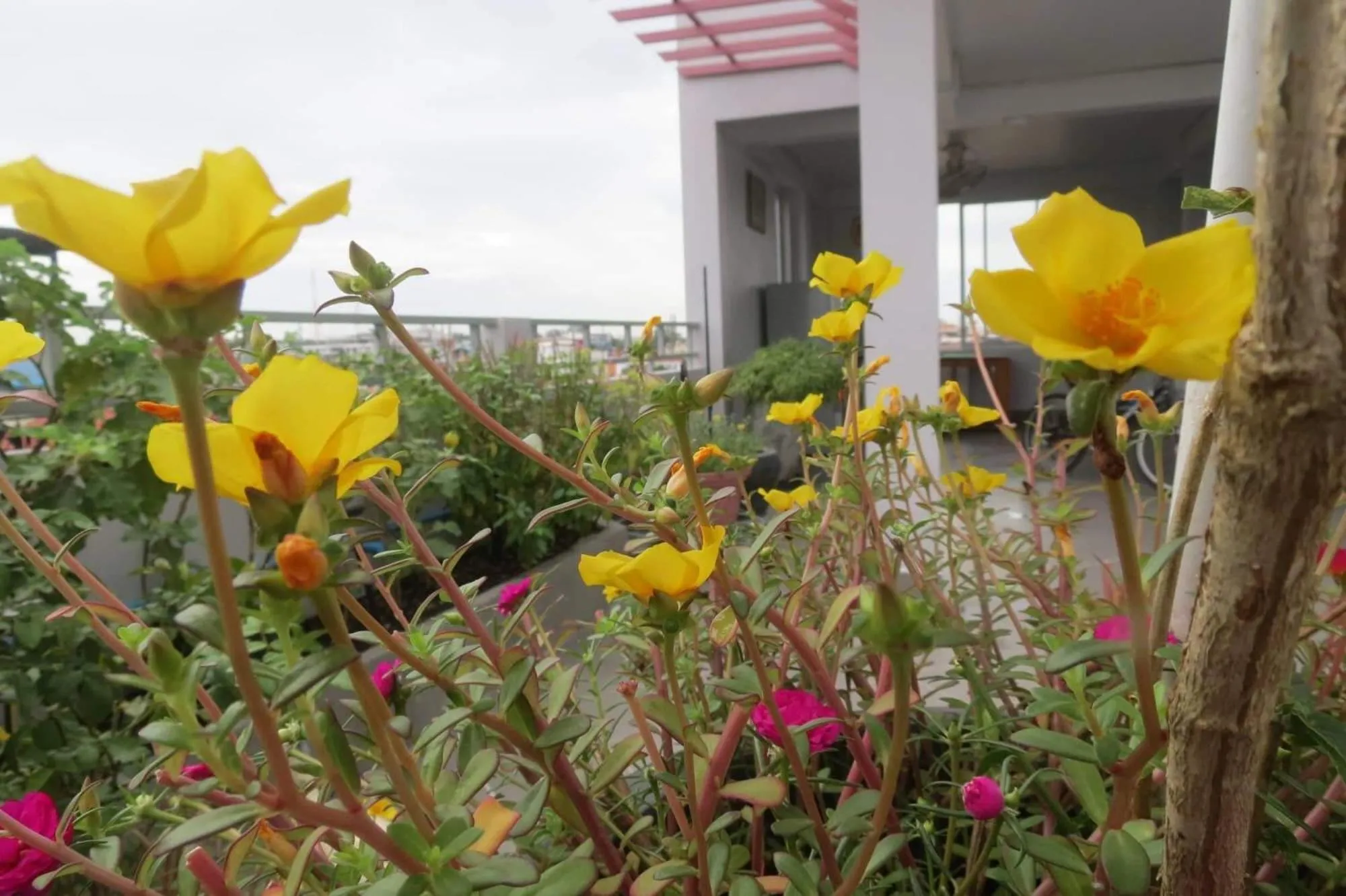Garden in 2N Residence