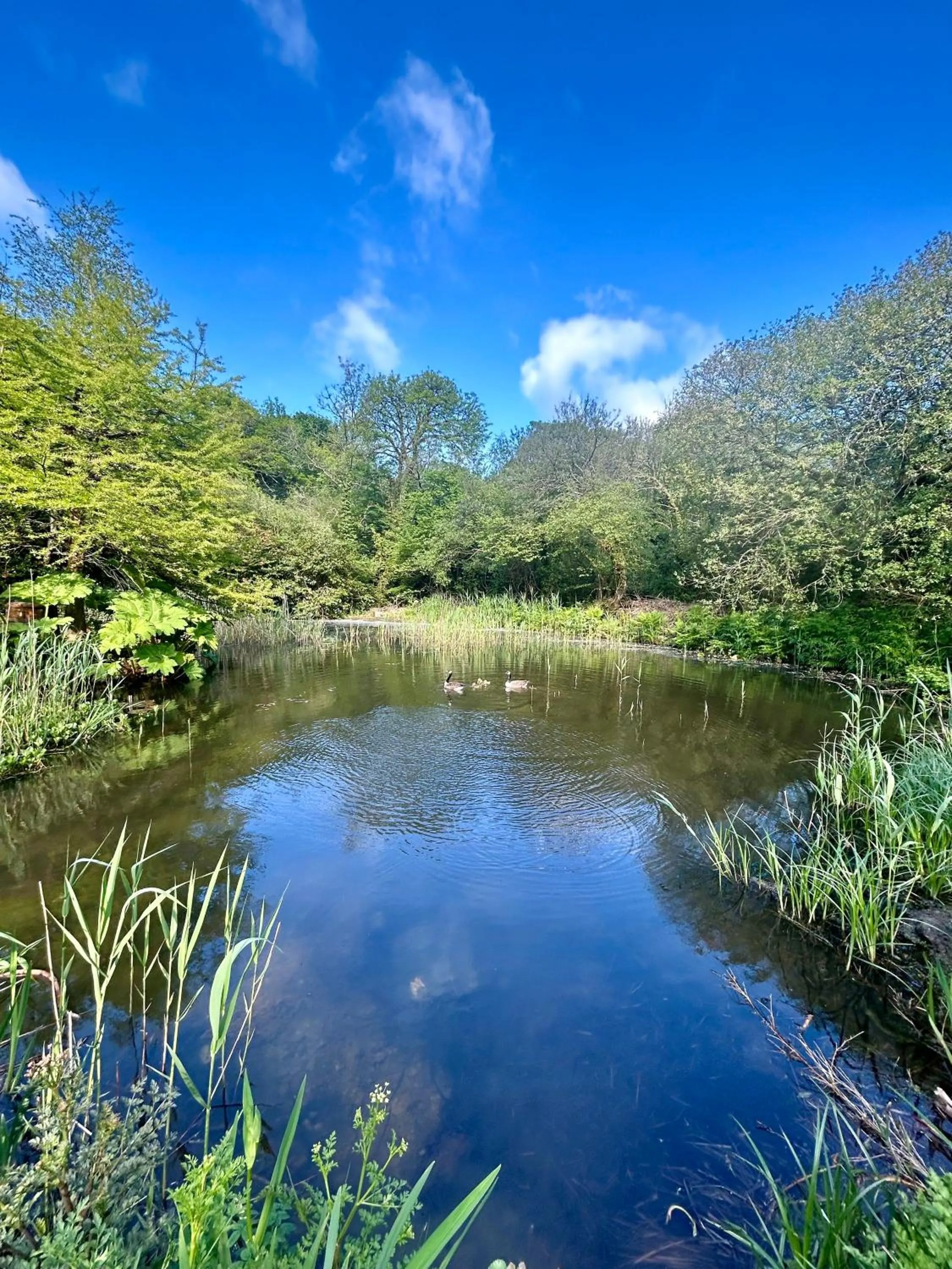 Natural landscape in Trengilly Wartha Inn